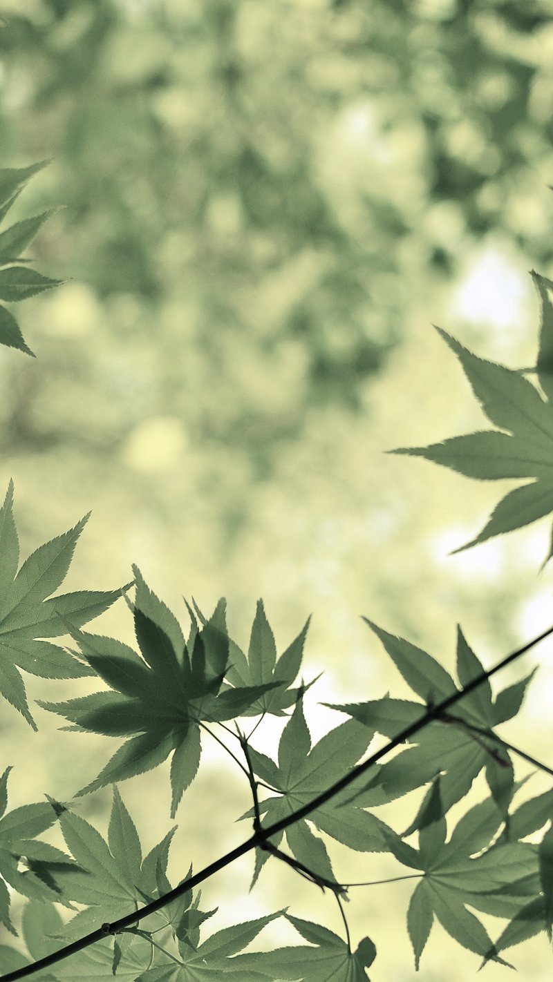 iPhone Wallpaper Leaf Image Wallpaper