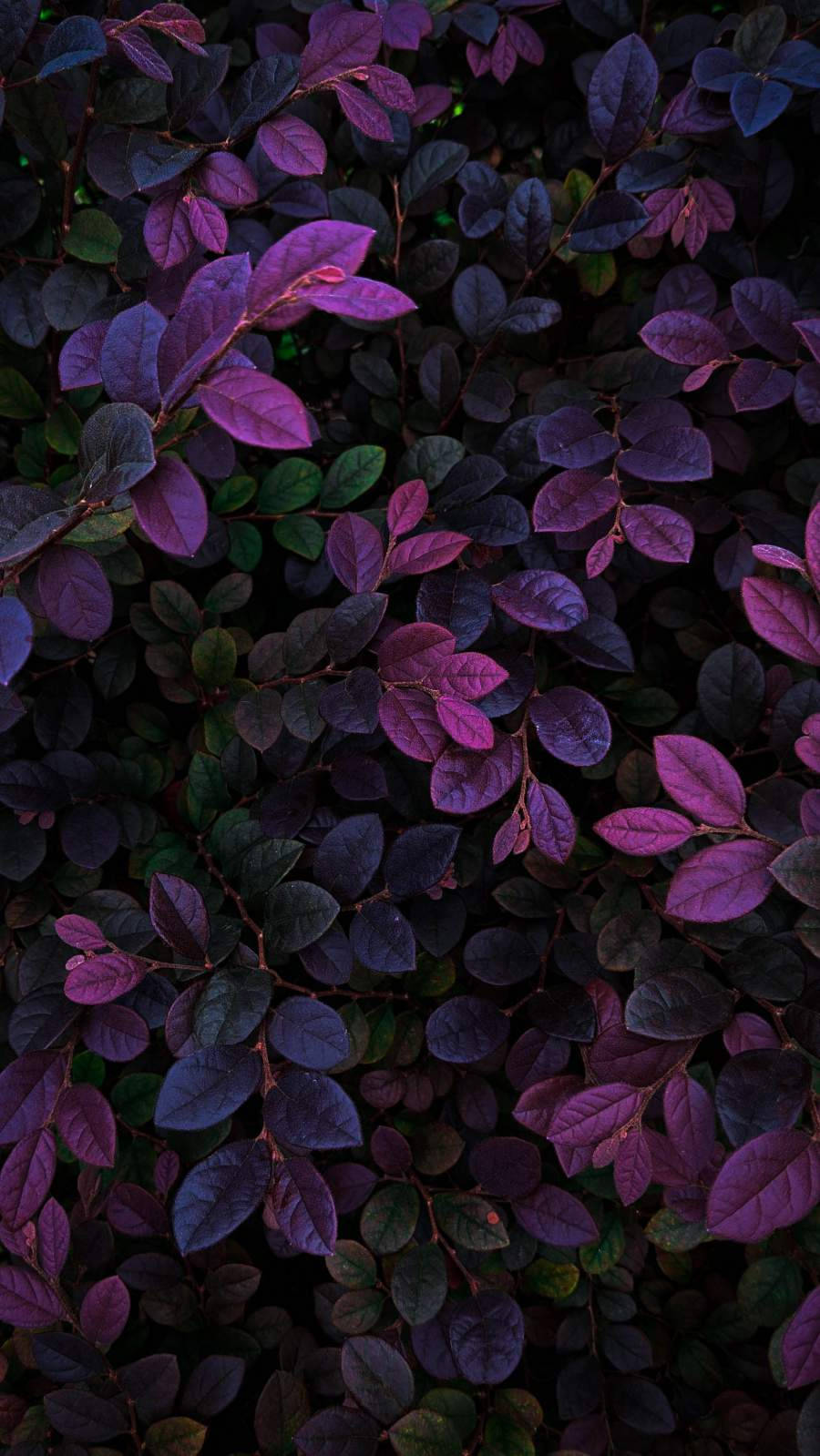 Download Dark Purple Plant Leaves IPhone Wallpaper
