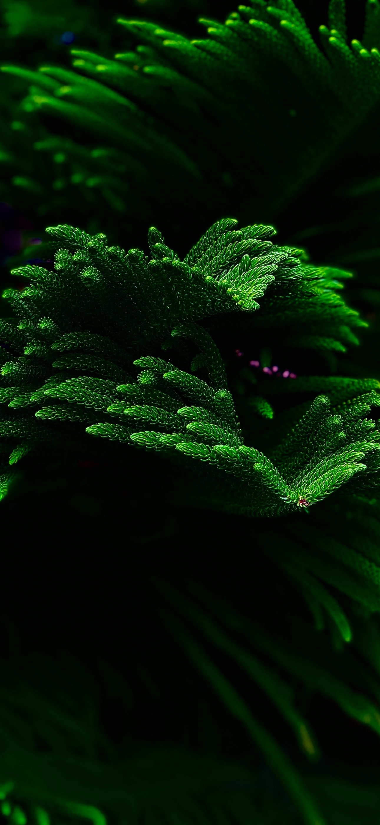 Green plant Wallpaper 4K, Closeup, Dark background