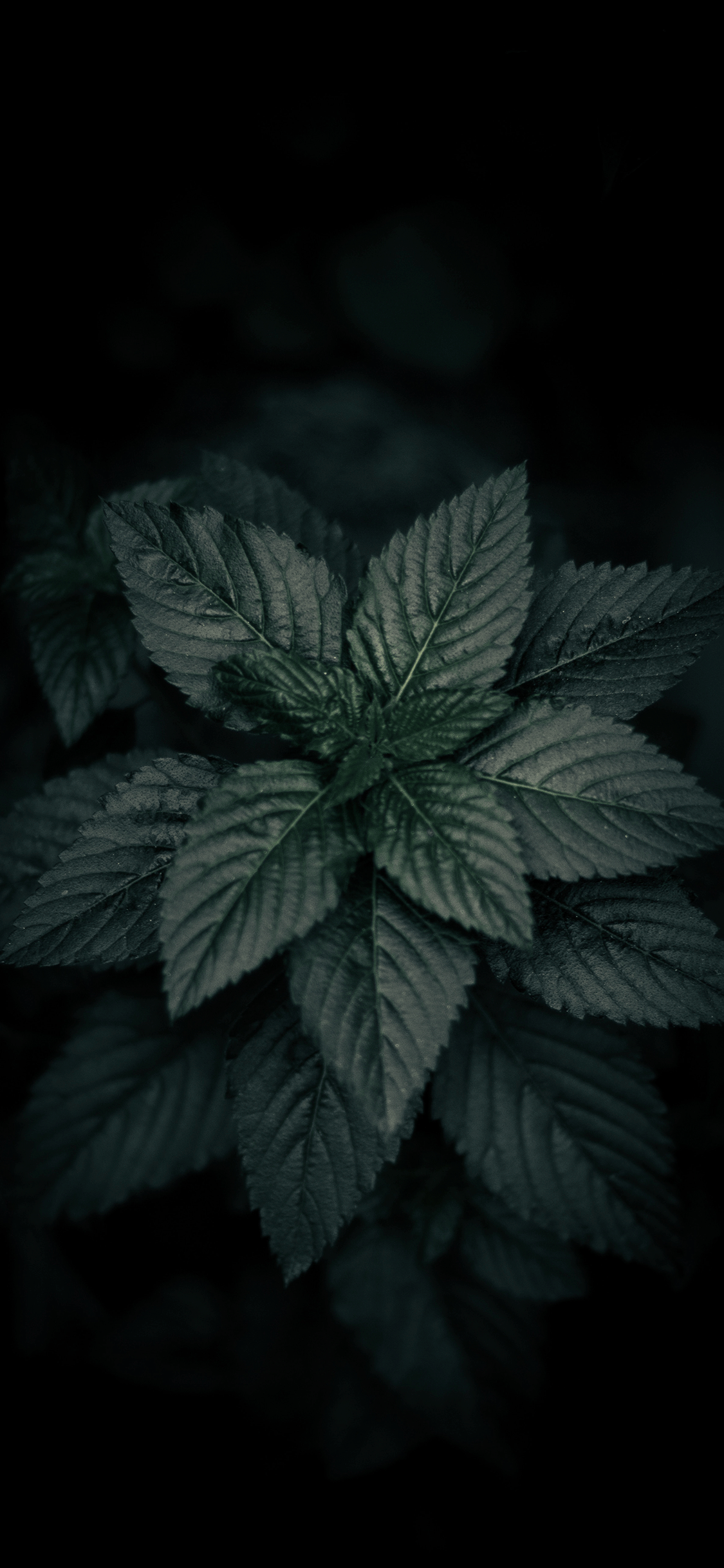 Black Background Wallpaper for iPhone