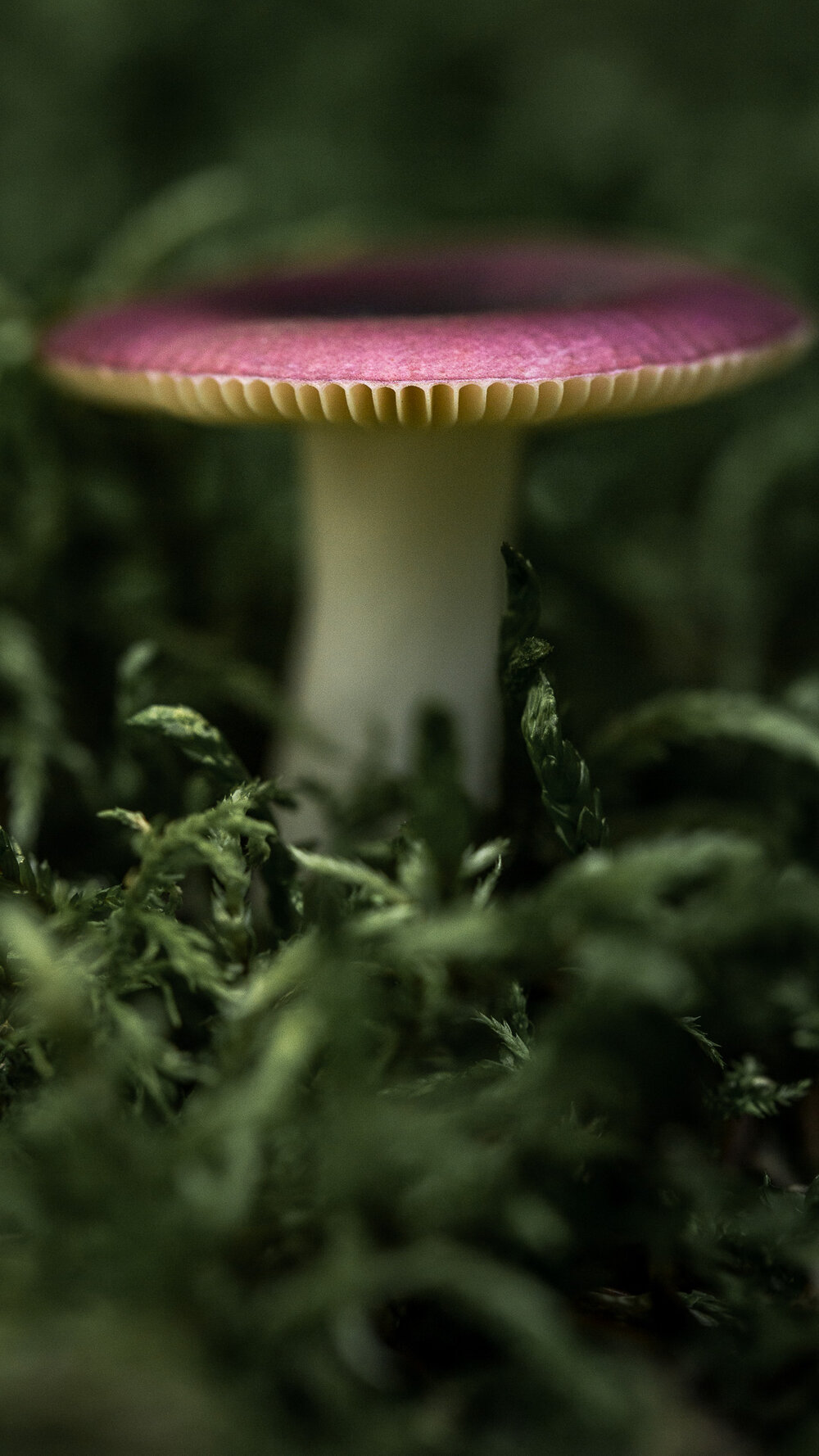 Mason Unrau Market. Mushroom Mobile Wallpaper