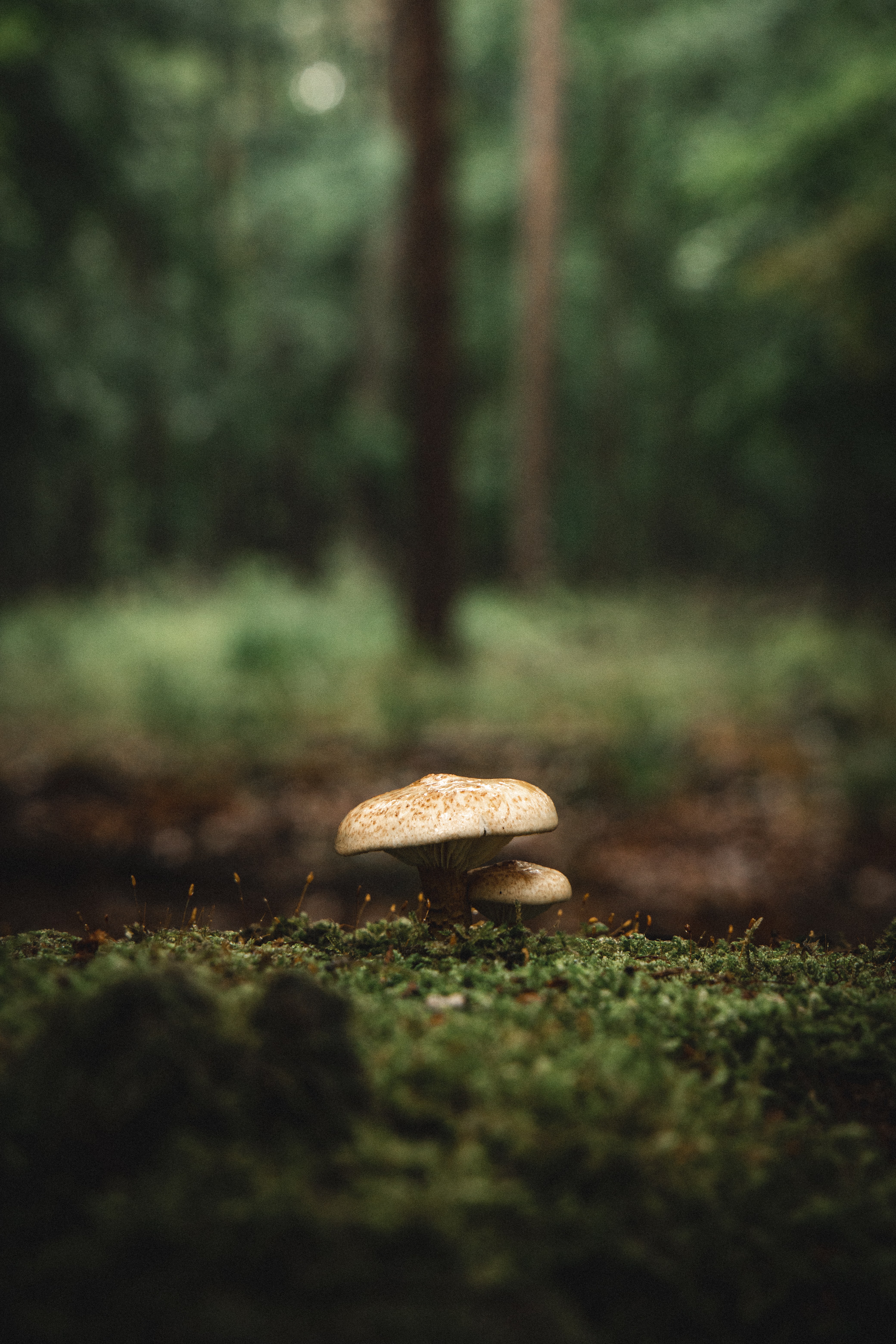 Download Mushroom wallpaper for mobile phone, free Mushroom HD picture