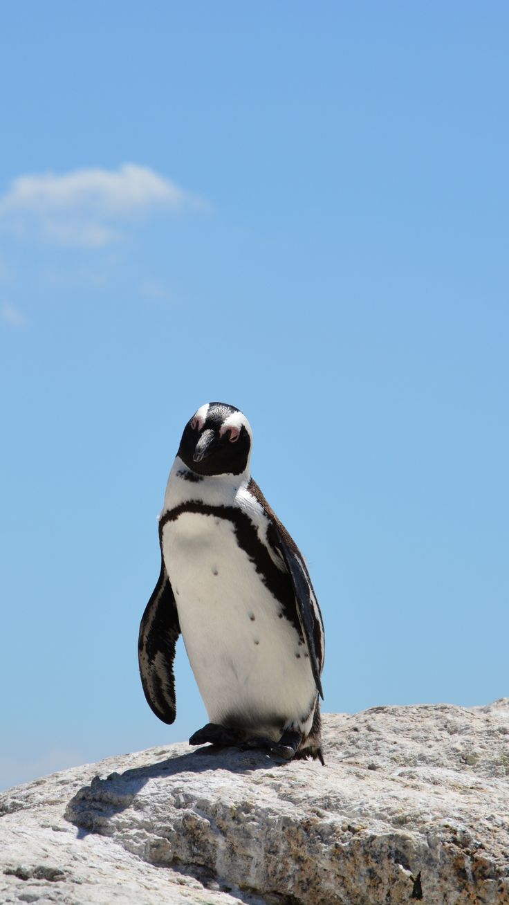 Penguin Rocks Sky Shadow IPhone 6 Wallpaper Download. IPhone Wallpaper, IPad Wallpaper One Stop Download. Penguin Wallpaper, Penguins, Animals