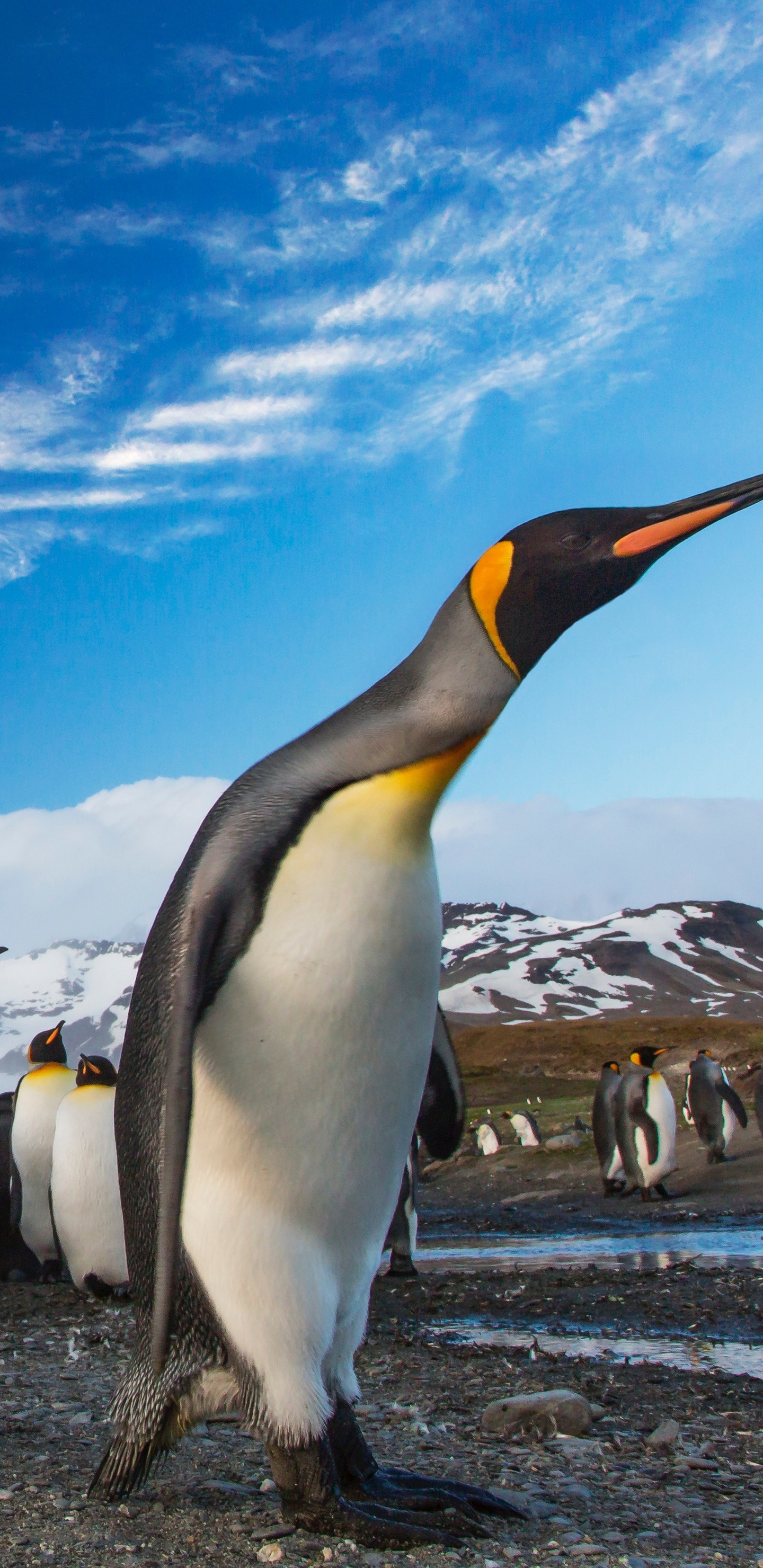 Penguins Wallpaper Download