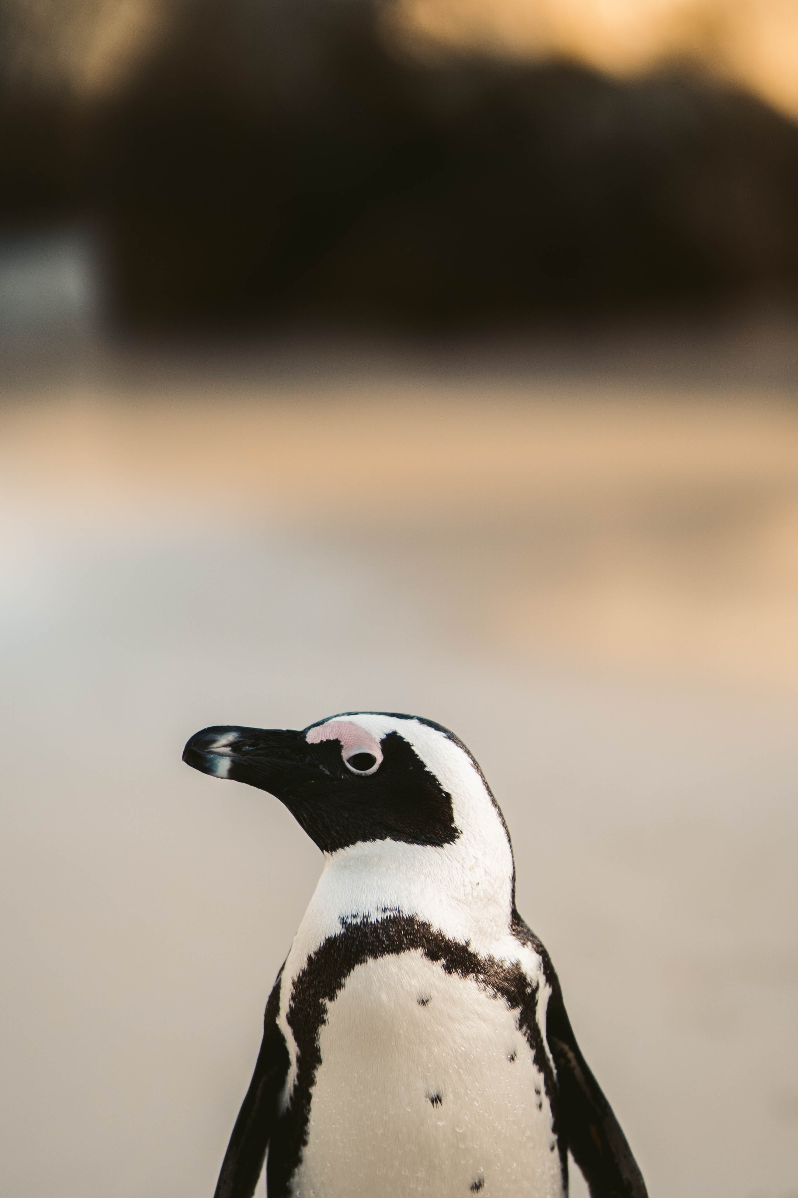 A Close Up Shot Of An African Penguin · Free