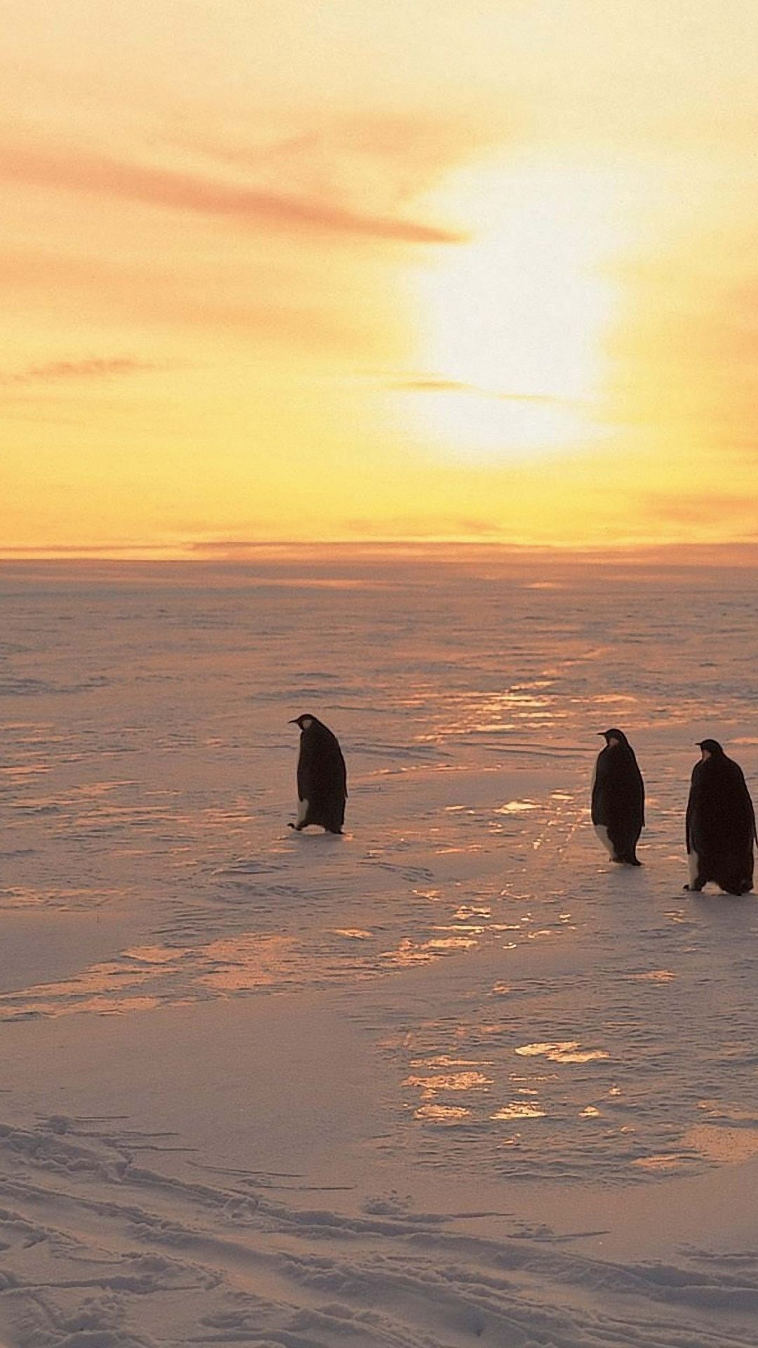 Penguins North Sunrise Winter Ice Snow iPhone 8 Wallpaper. Penguin wallpaper, Sunrise wallpaper, Phone wallpaper image