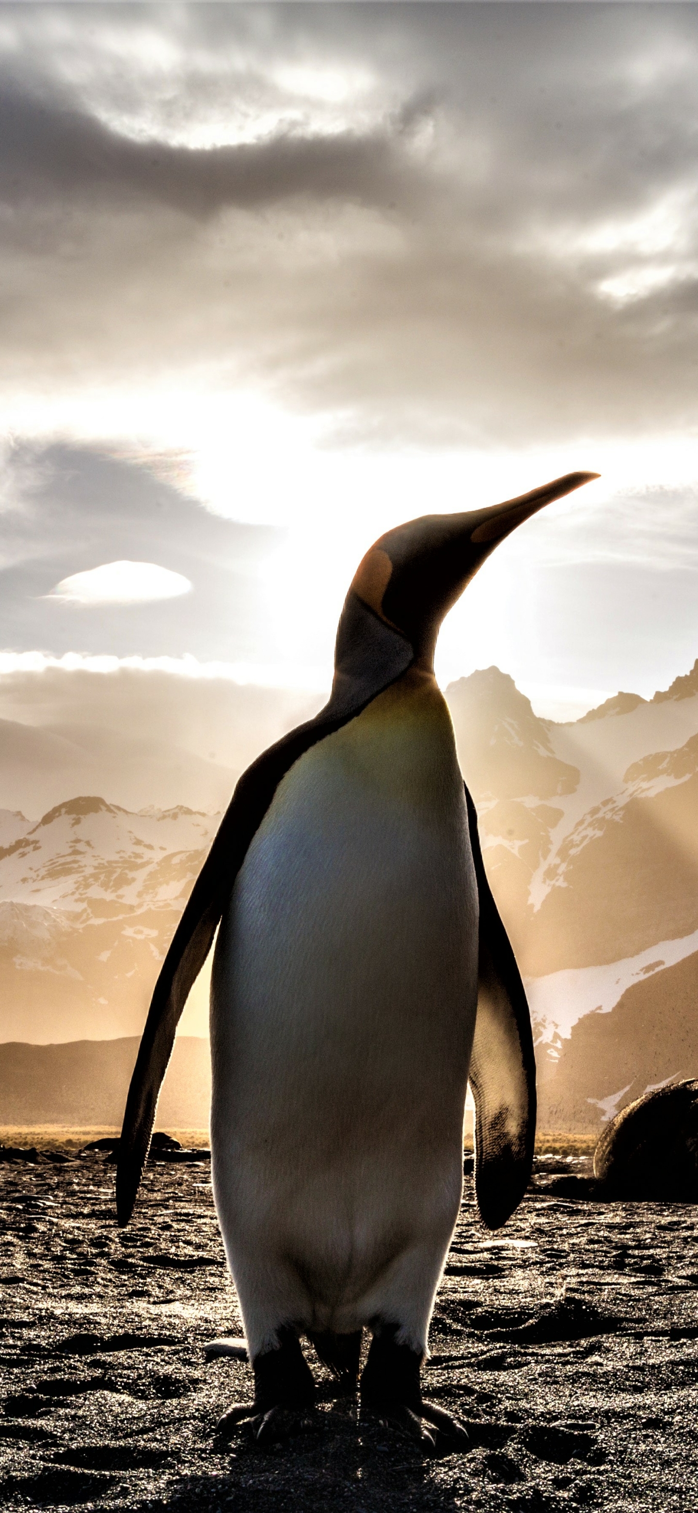 Download Penguin wallpaper for mobile phone, free Penguin HD picture