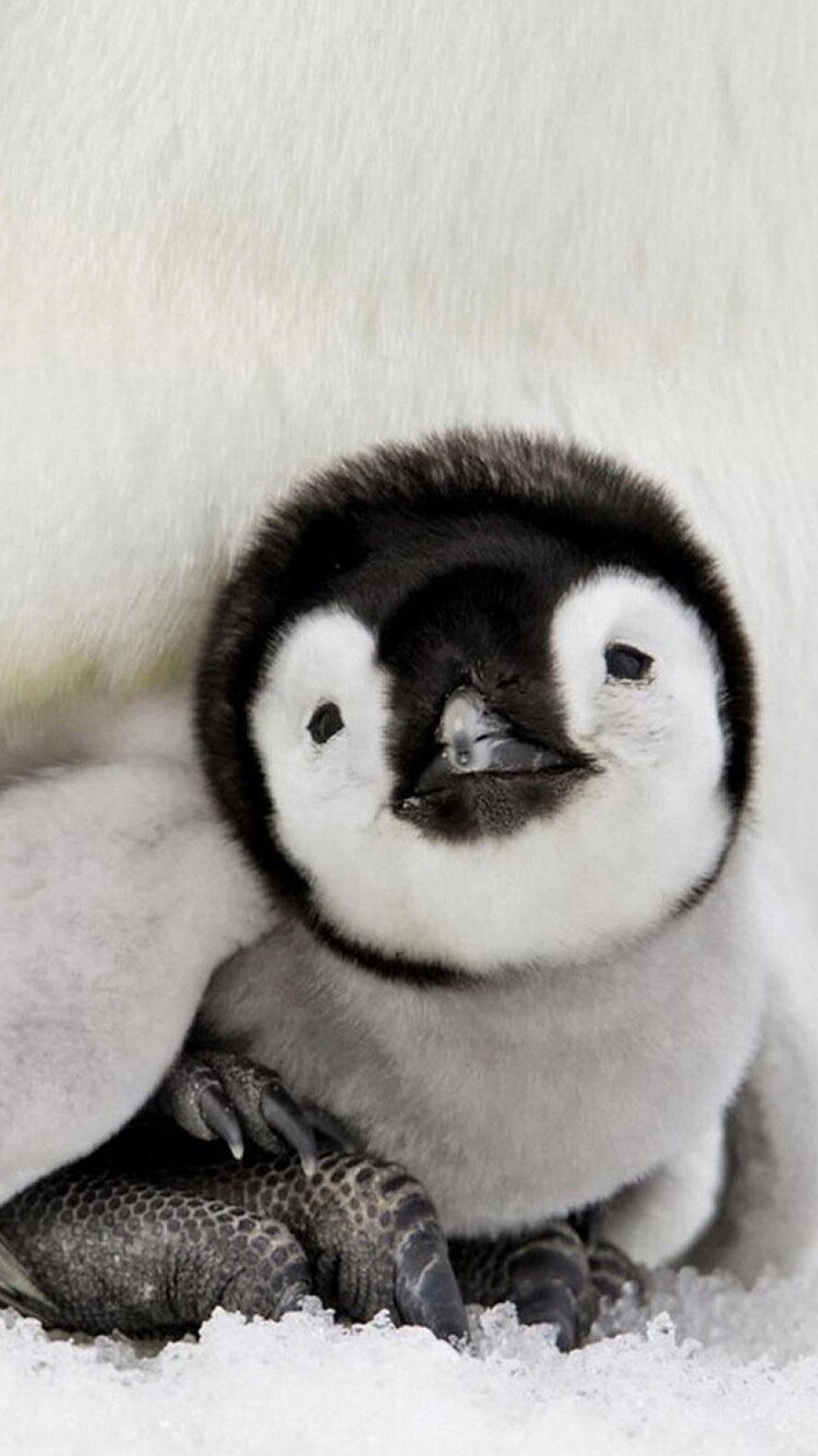 Penguin Baby iPhone 6, iPhone 6S, iPhone 7 HD 4k Wallpaper, Image, Background, Photo and Picture