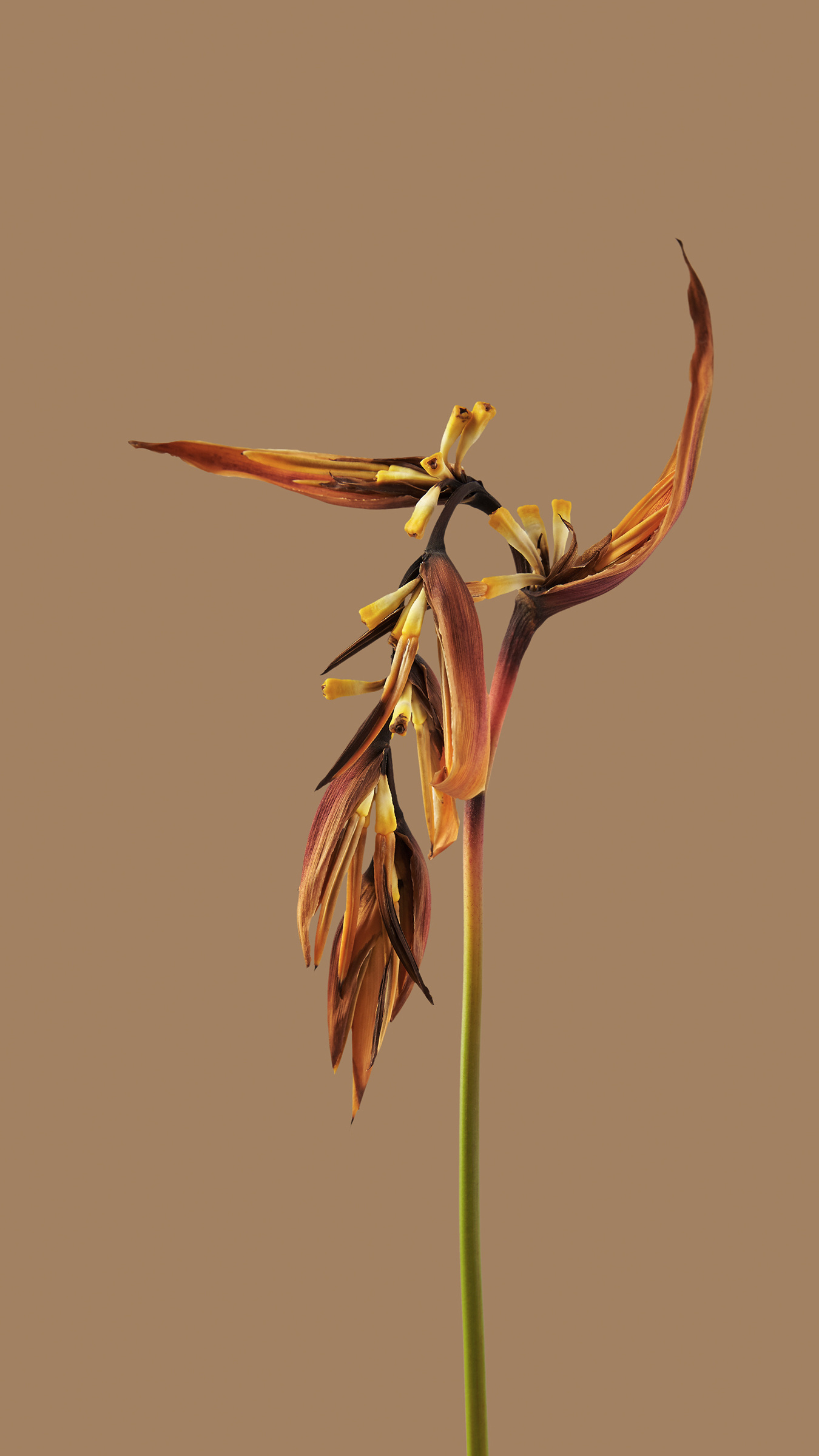 Xiaomi HyperOS wallpaper