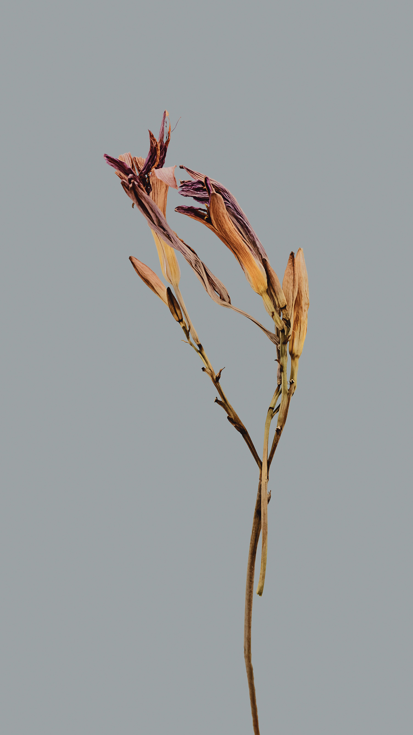 Xiaomi HyperOS wallpaper