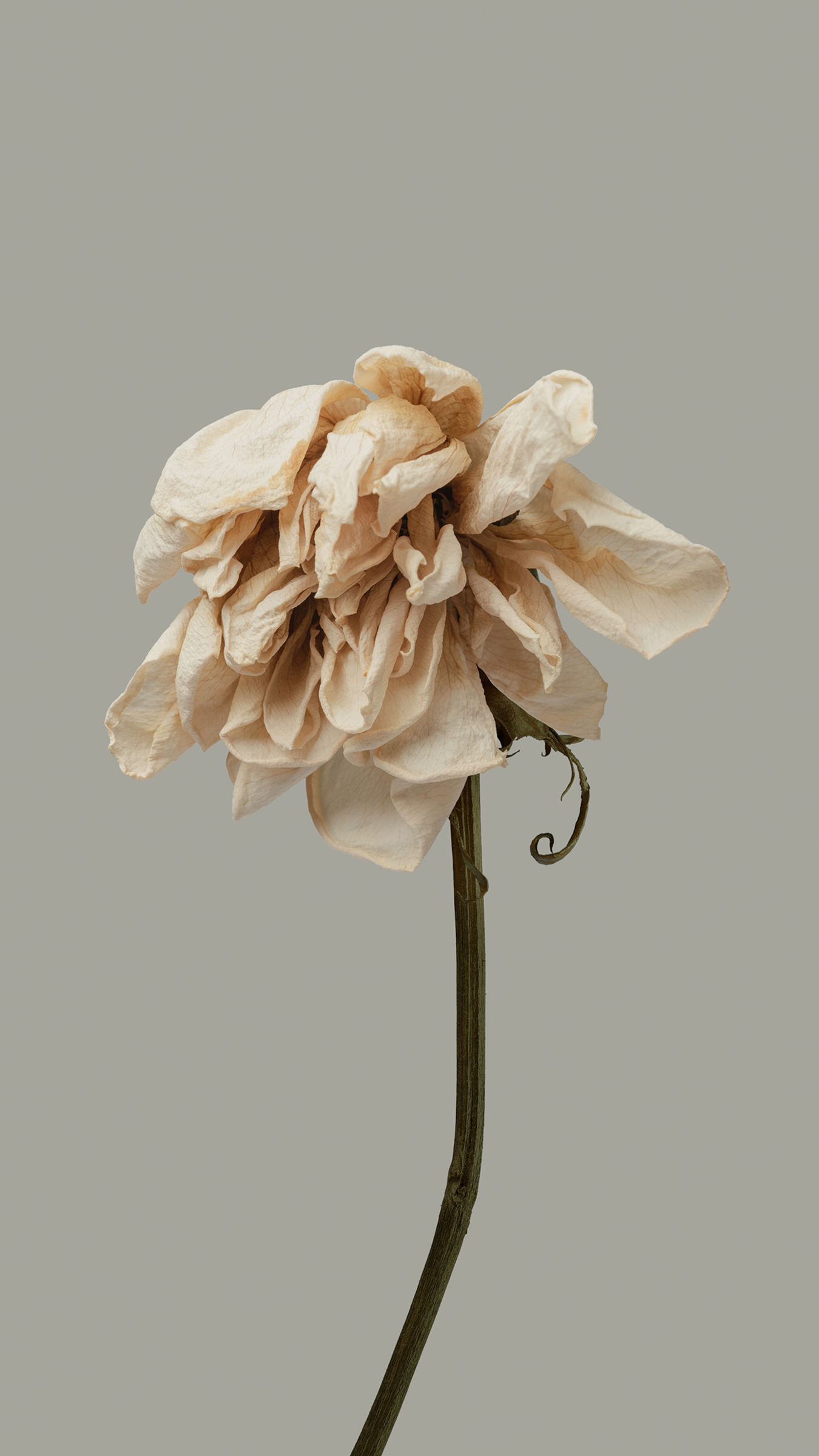 Xiaomi HyperOS wallpaper