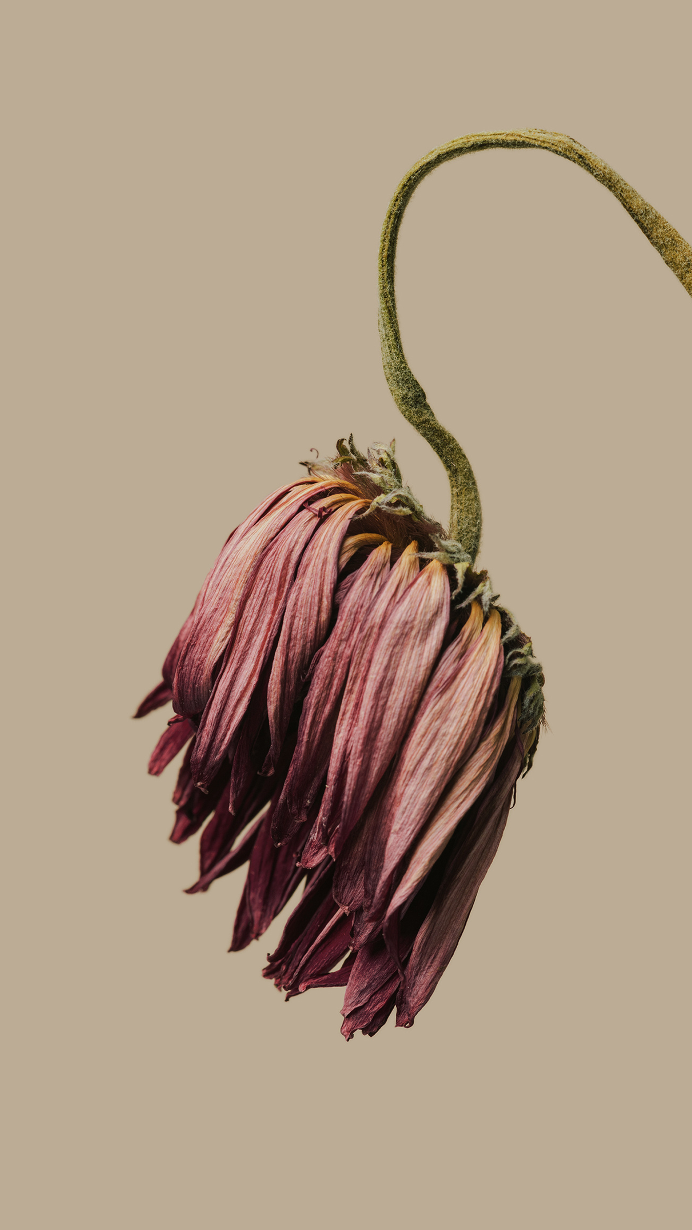 Xiaomi HyperOS wallpaper