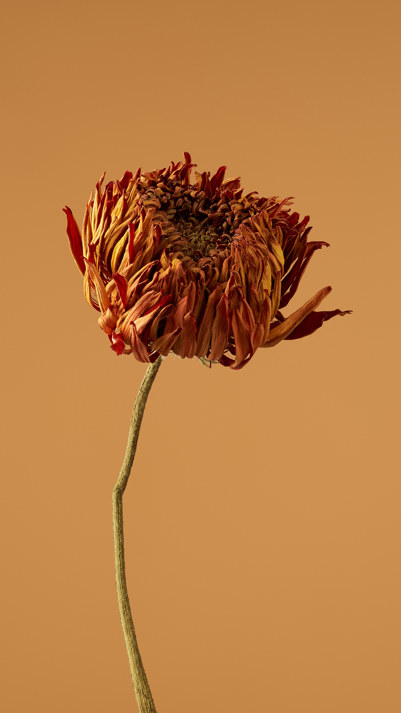 Xiaomi HyperOS wallpaper