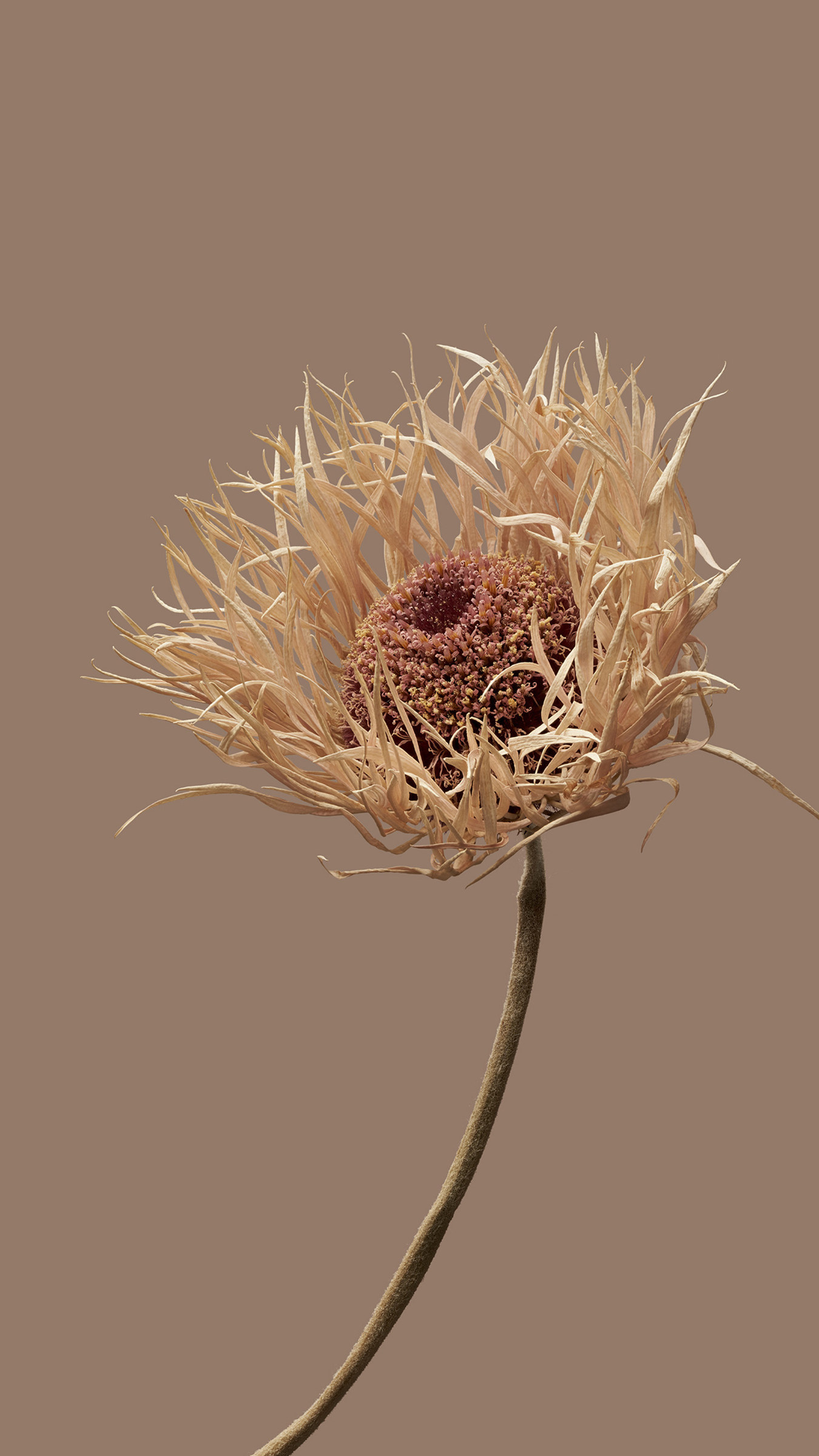 Xiaomi HyperOS wallpaper