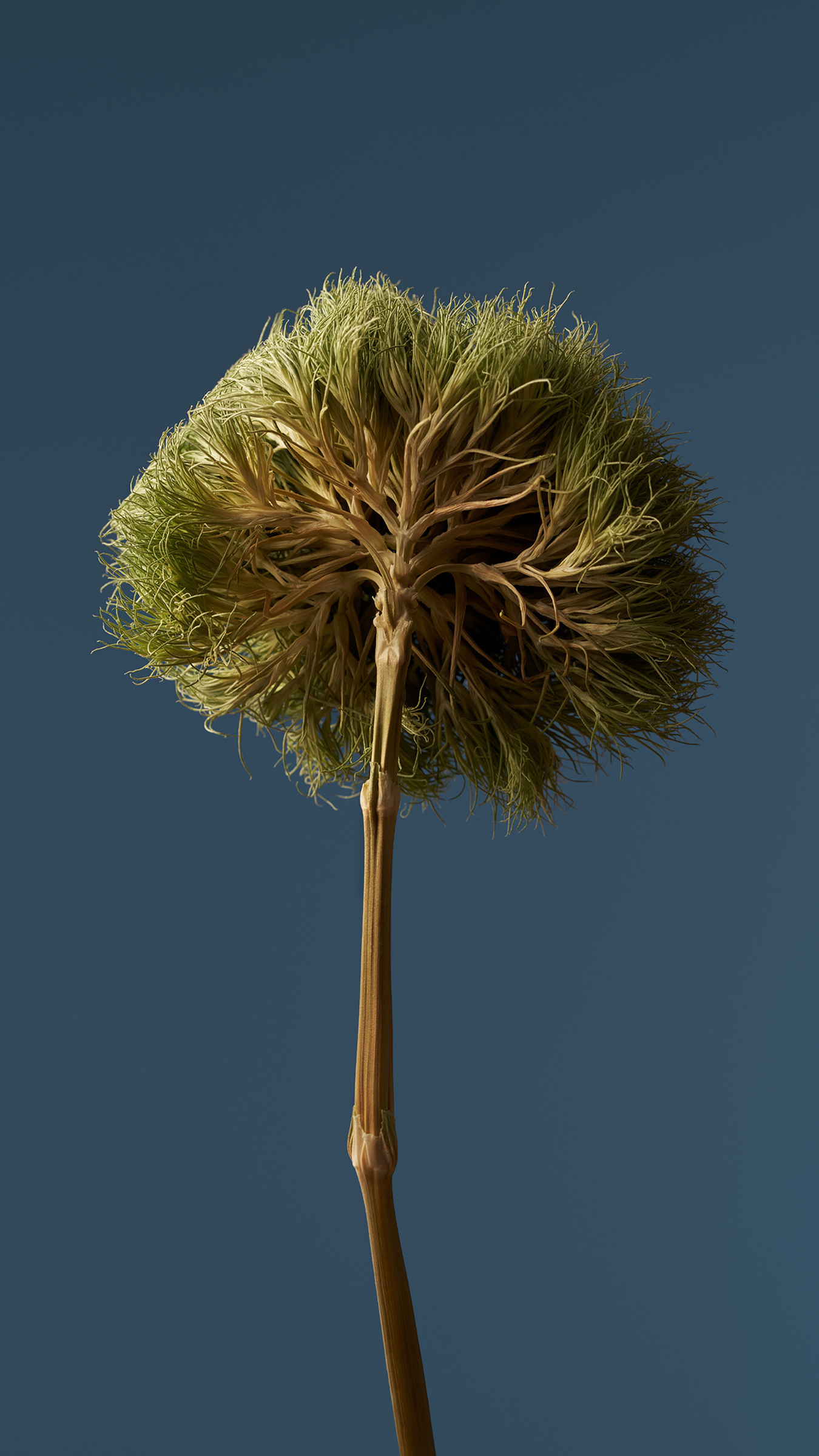 Xiaomi HyperOS wallpaper