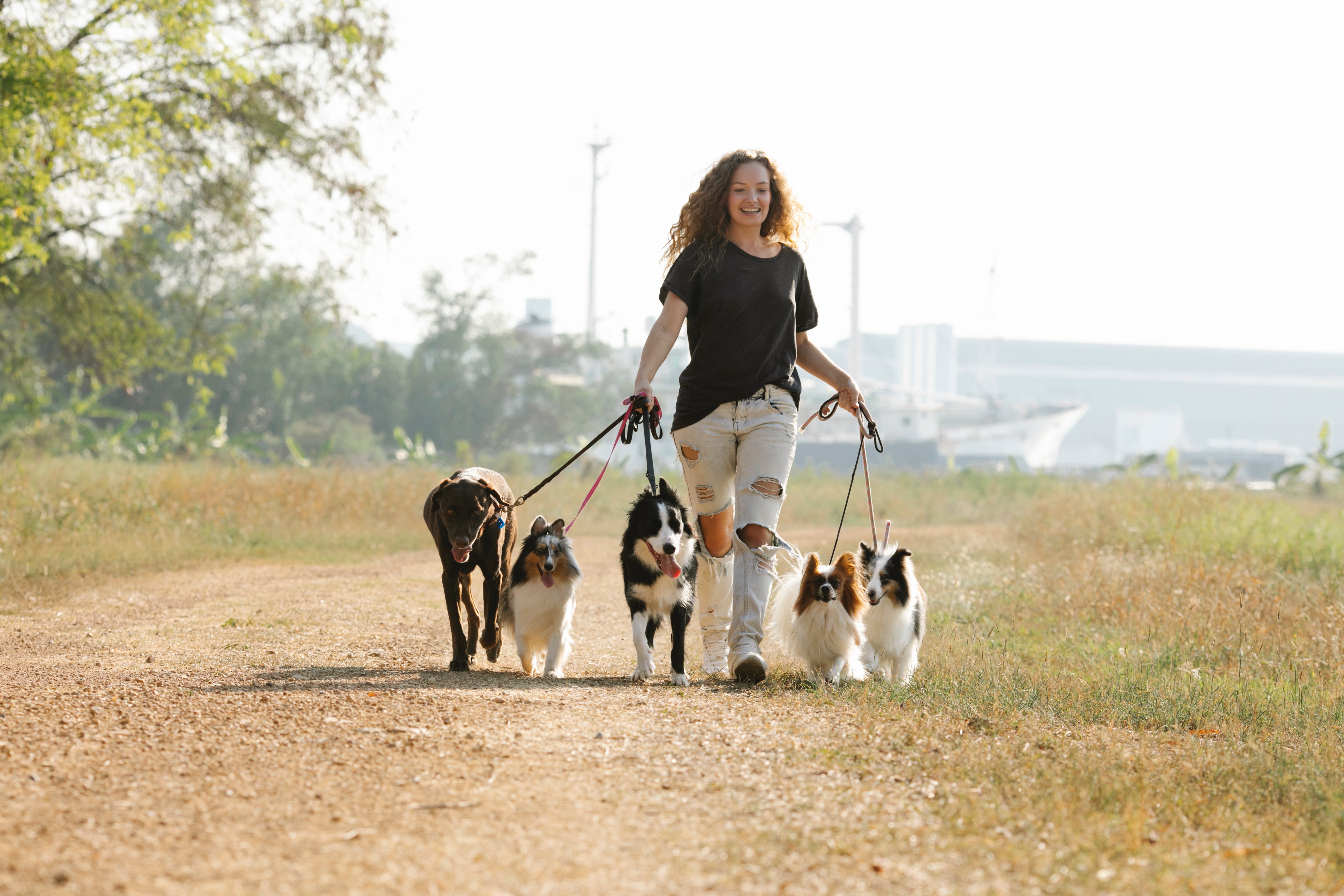 Dog Walker Photo, Download The BEST Free Dog Walker & HD Image