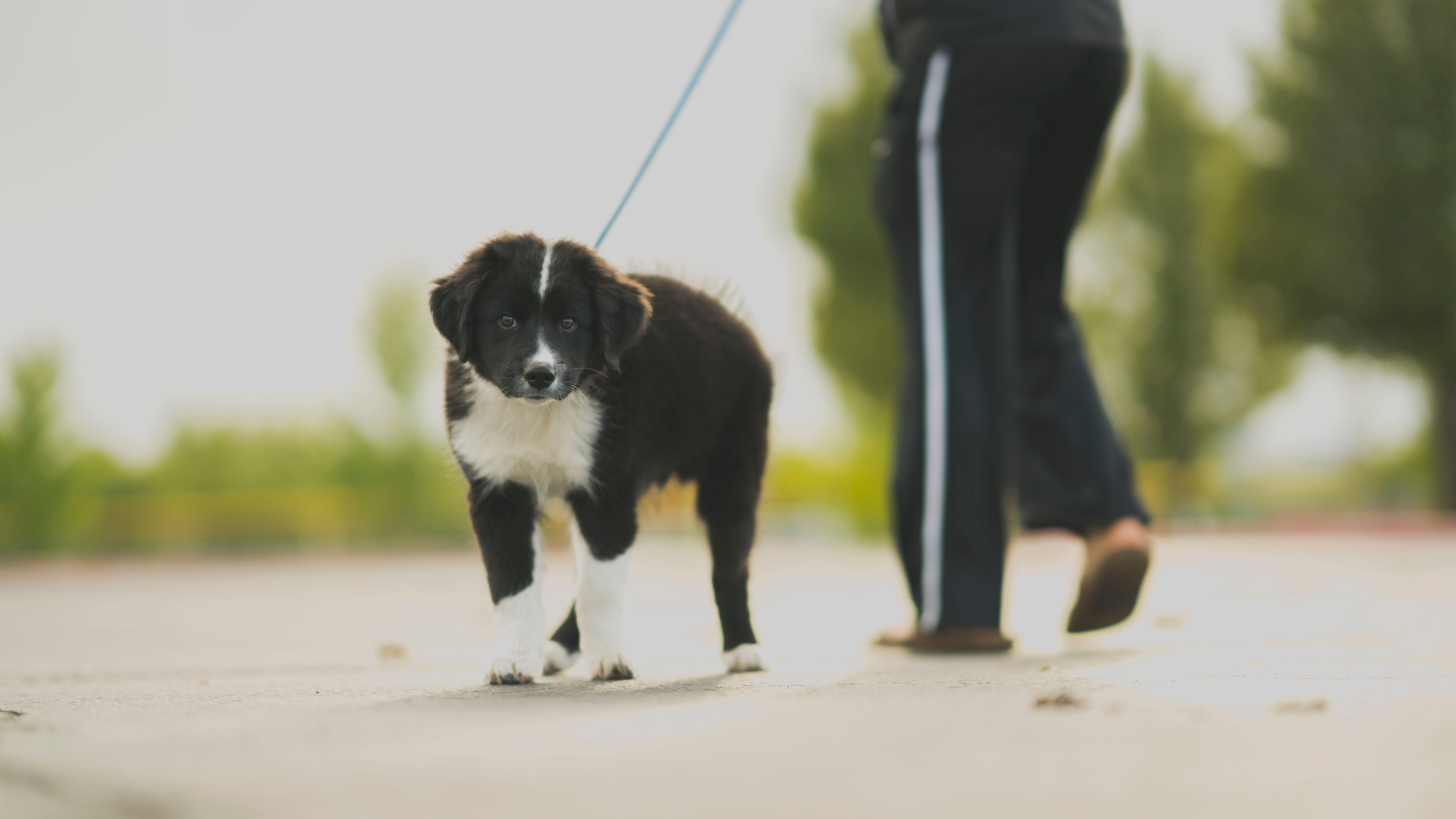 Walking Dog Photo, Download The BEST Free Walking Dog & HD Image