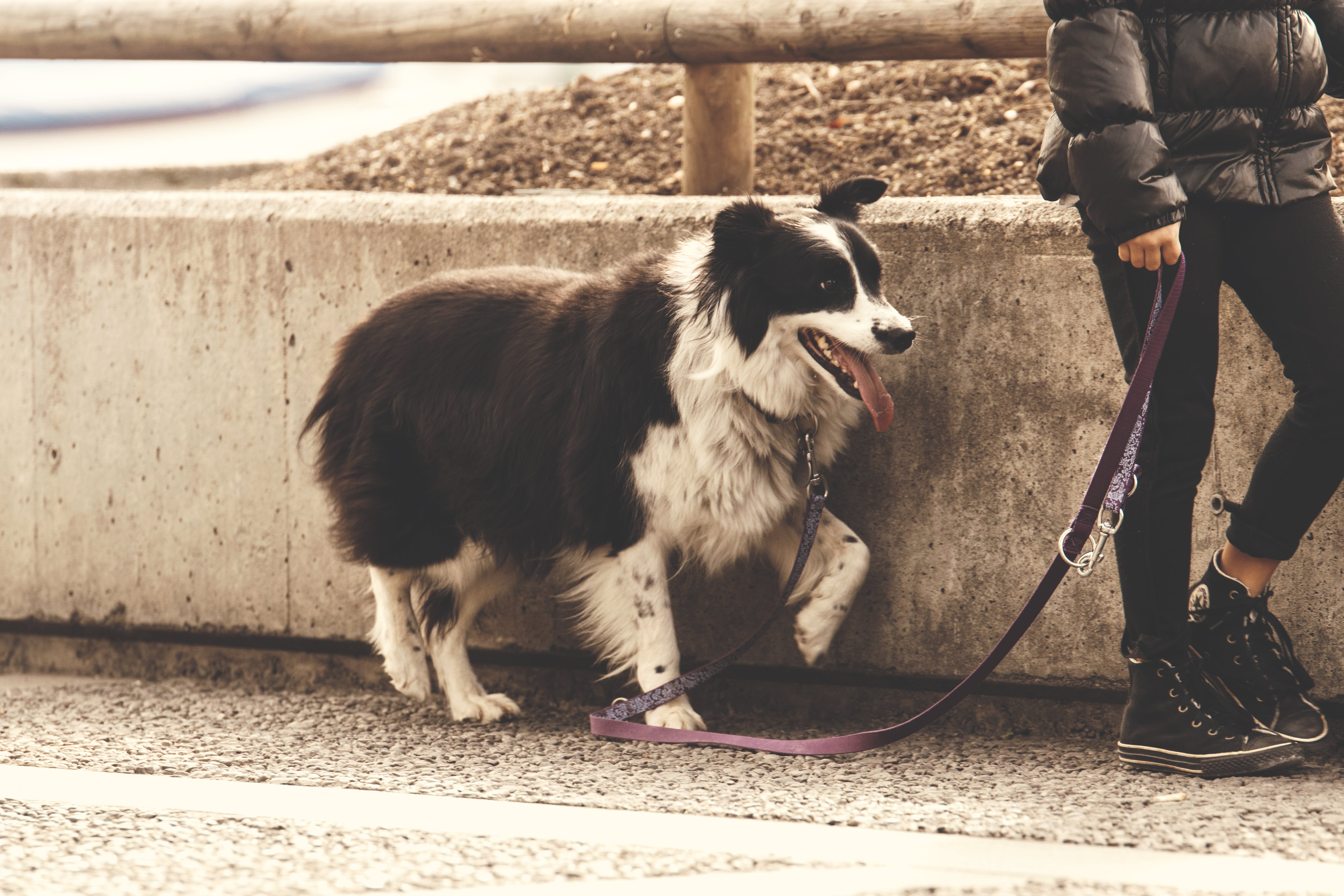 Dog Leash Photo, Download The BEST Free Dog Leash & HD Image