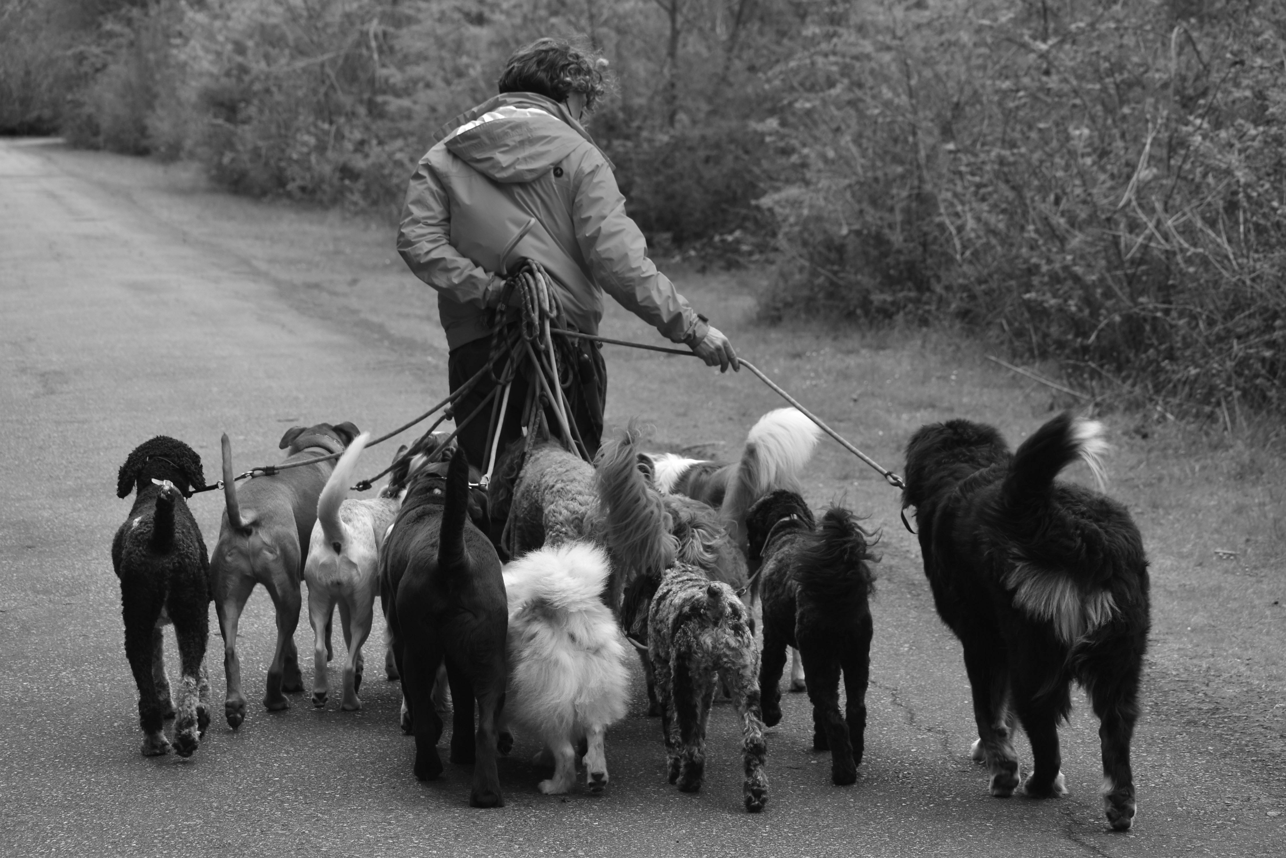 Dog Walker Photo, Download The BEST Free Dog Walker & HD Image