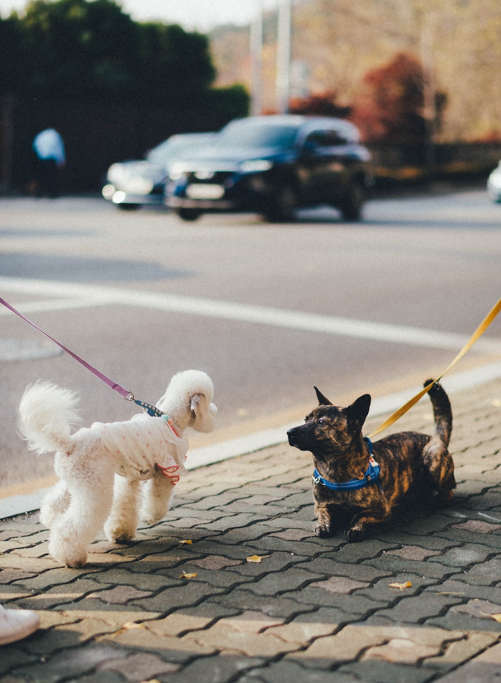 Dog Walking Picture. Download Free Image