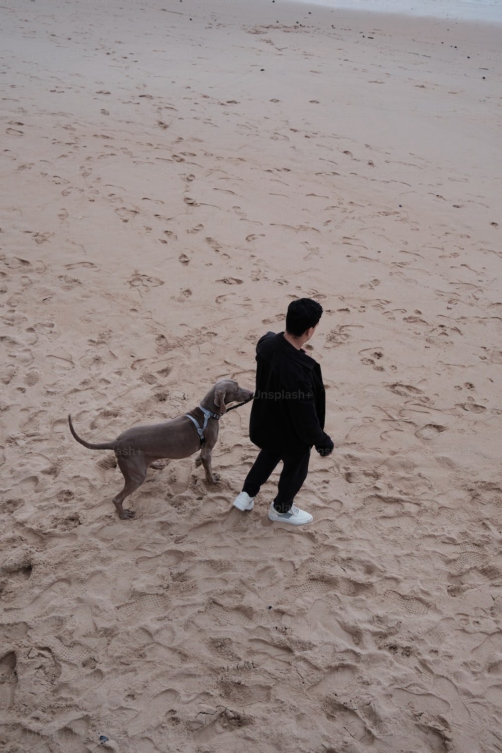 45,Walking Dog Picture. Download Free Image