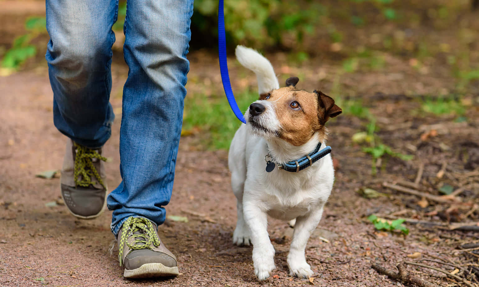 Download Jack Russell Terrier Dog Walking Picture