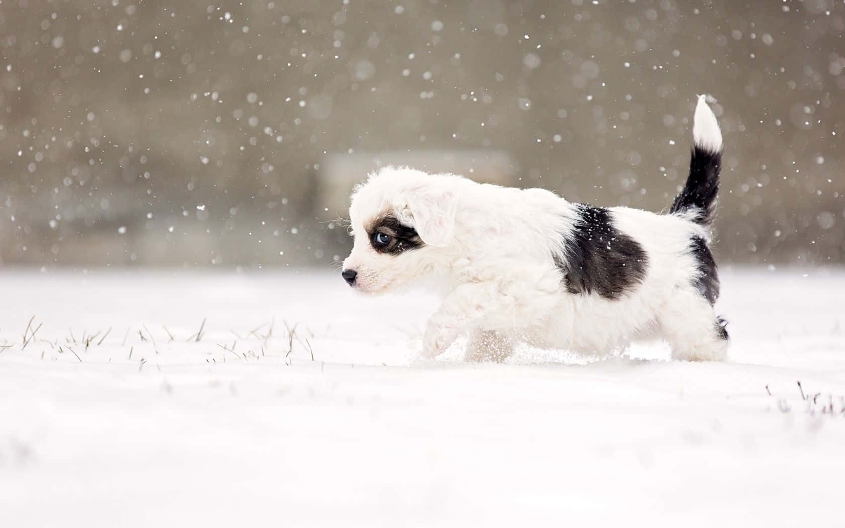 Download Winter Chunky Dog Walking Wallpaper