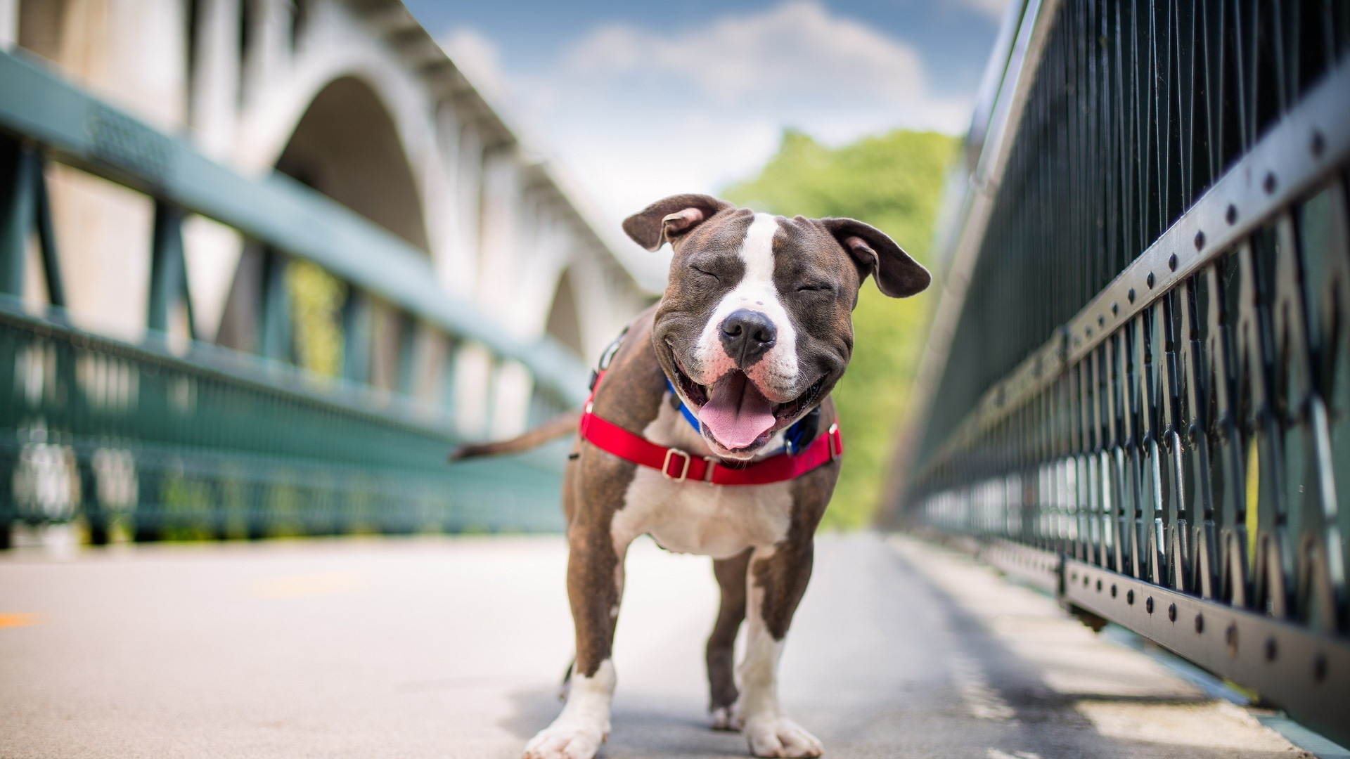 Wallpaper, smile, dog like mammal, american staffordshire terrier, animal shelter, dog walking 1920x1080