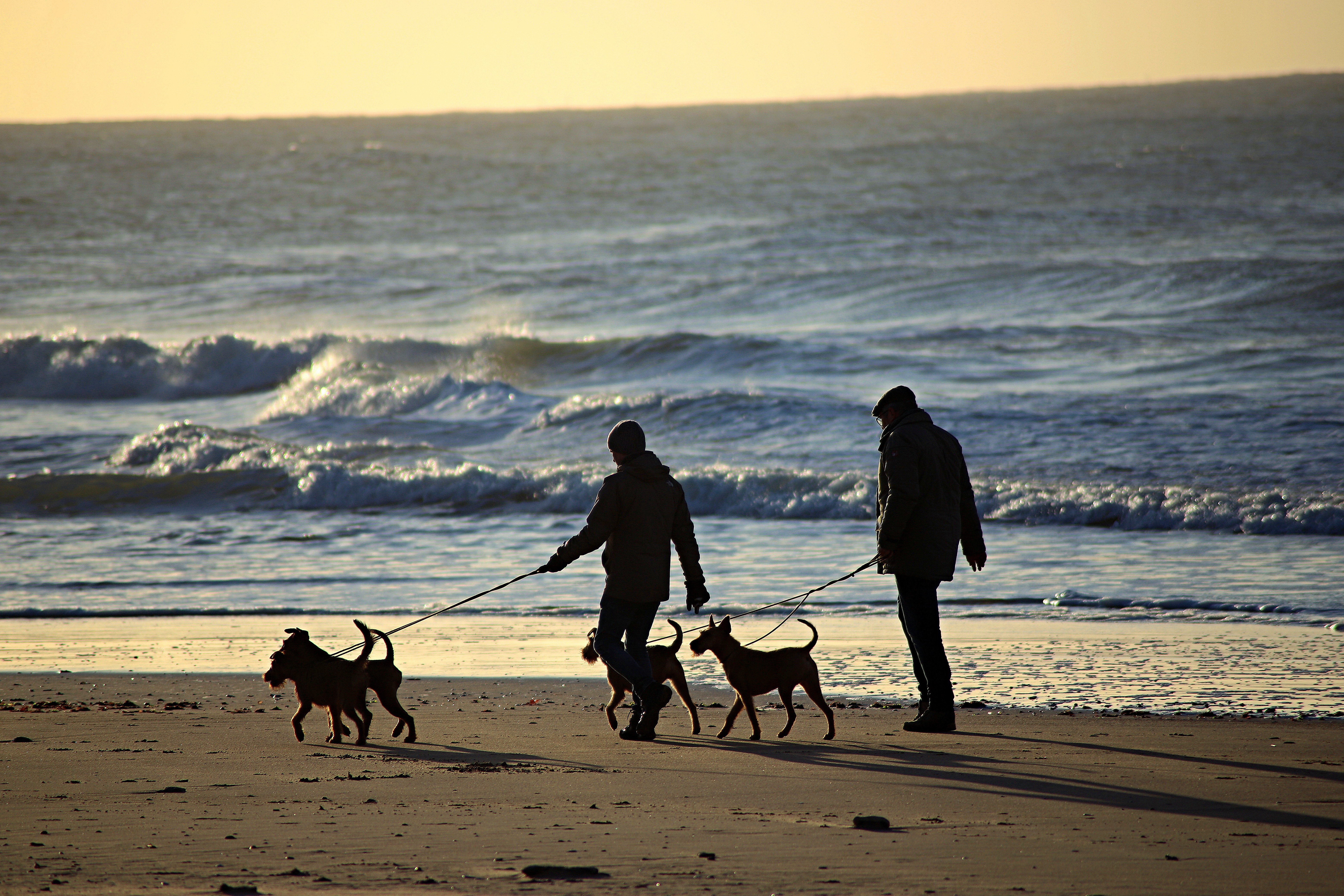 People Walking with Dogs on the Beach · Free