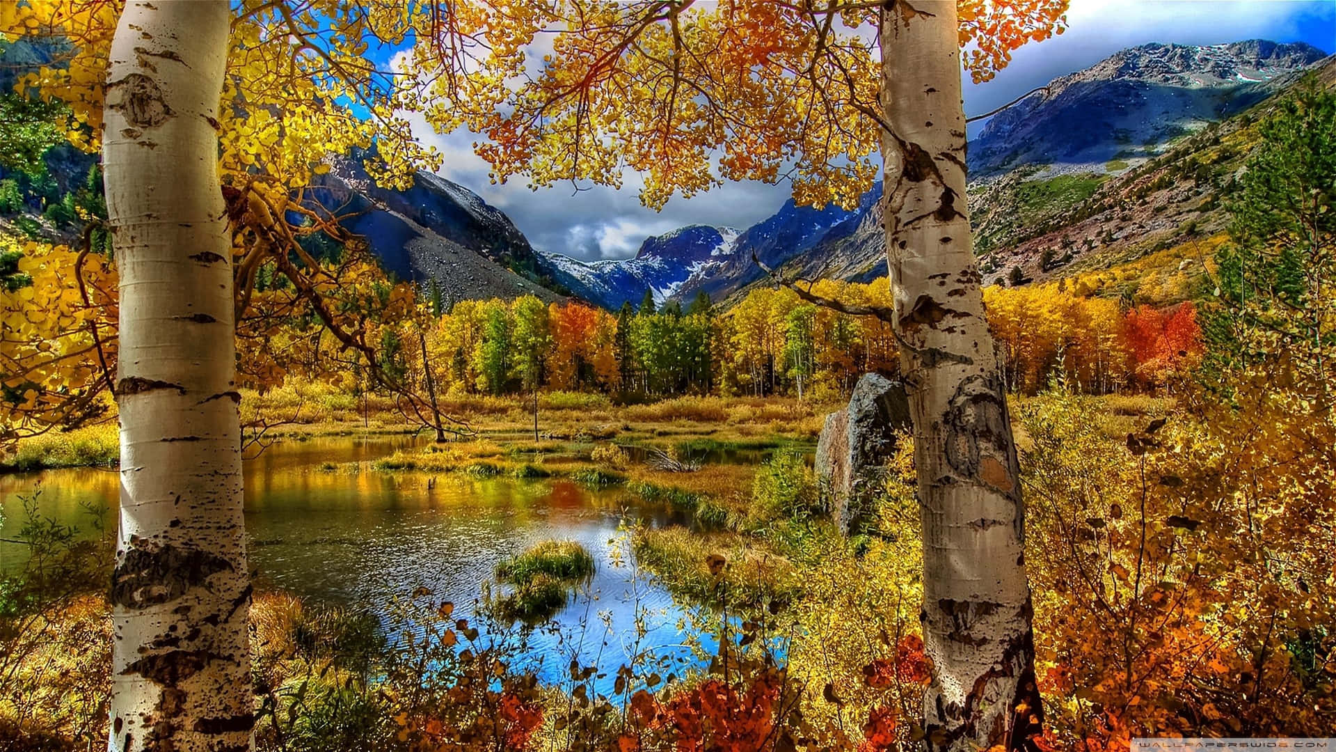 Download Beautiful moments in nature: a peaceful look of a calm autumn day Wallpaper