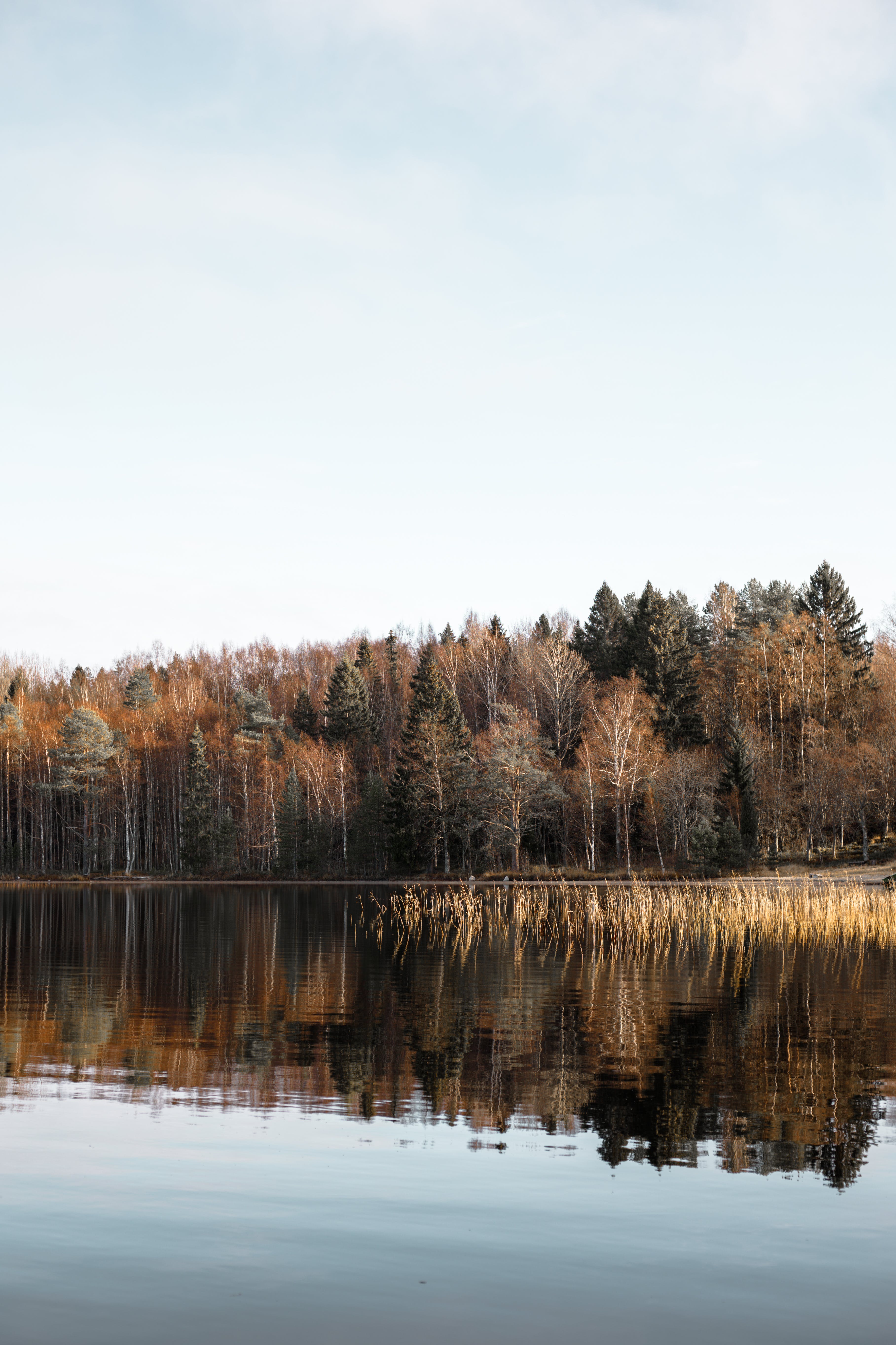 Calm Landscape With Forest and a Lake in a Fall · Free