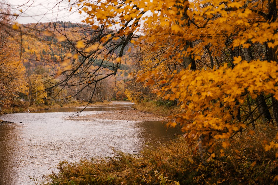 Scenic autumn forest with curvy river · Free