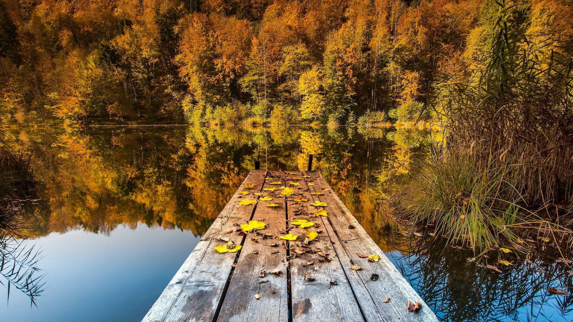 Download 2560x1440 Fall Calm Lake And Trees Wallpaper
