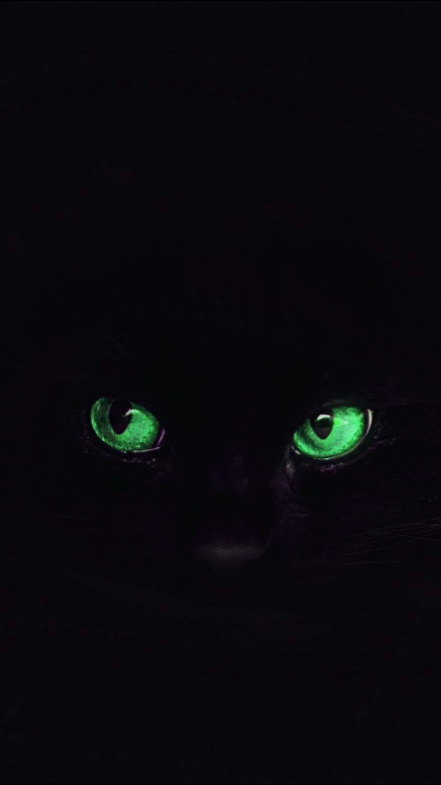Black Cat Eyes iPhone Wallpaper. iPhone wallpaper, Wild animal wallpaper, Black cat eyes
