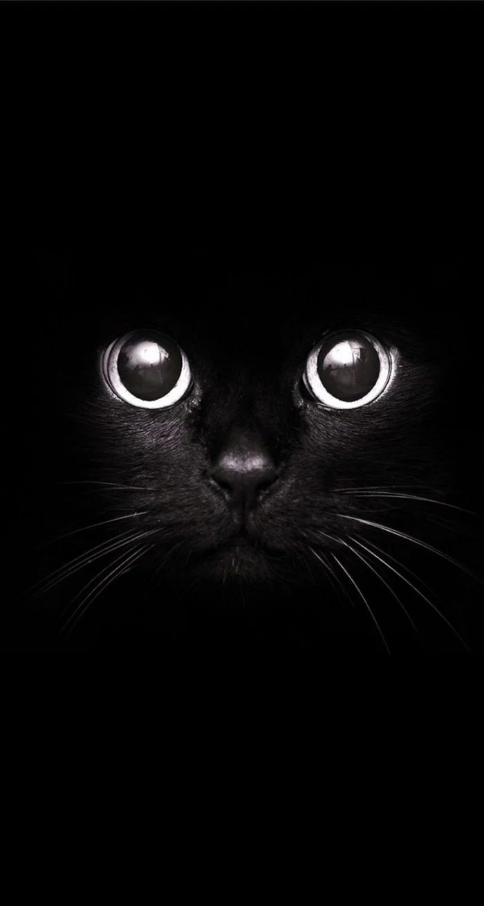 Cool Black Cat Wallpaper. Cat wallpaper, Cats, Black cat aesthetic