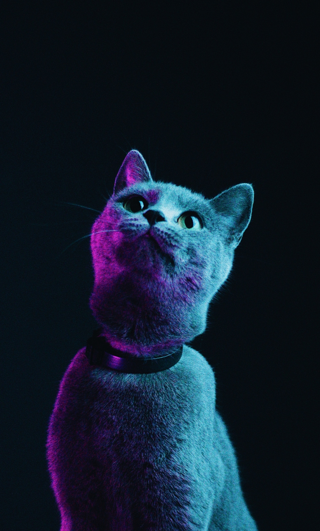 wallpaper 1280x2120 glow, black cat
