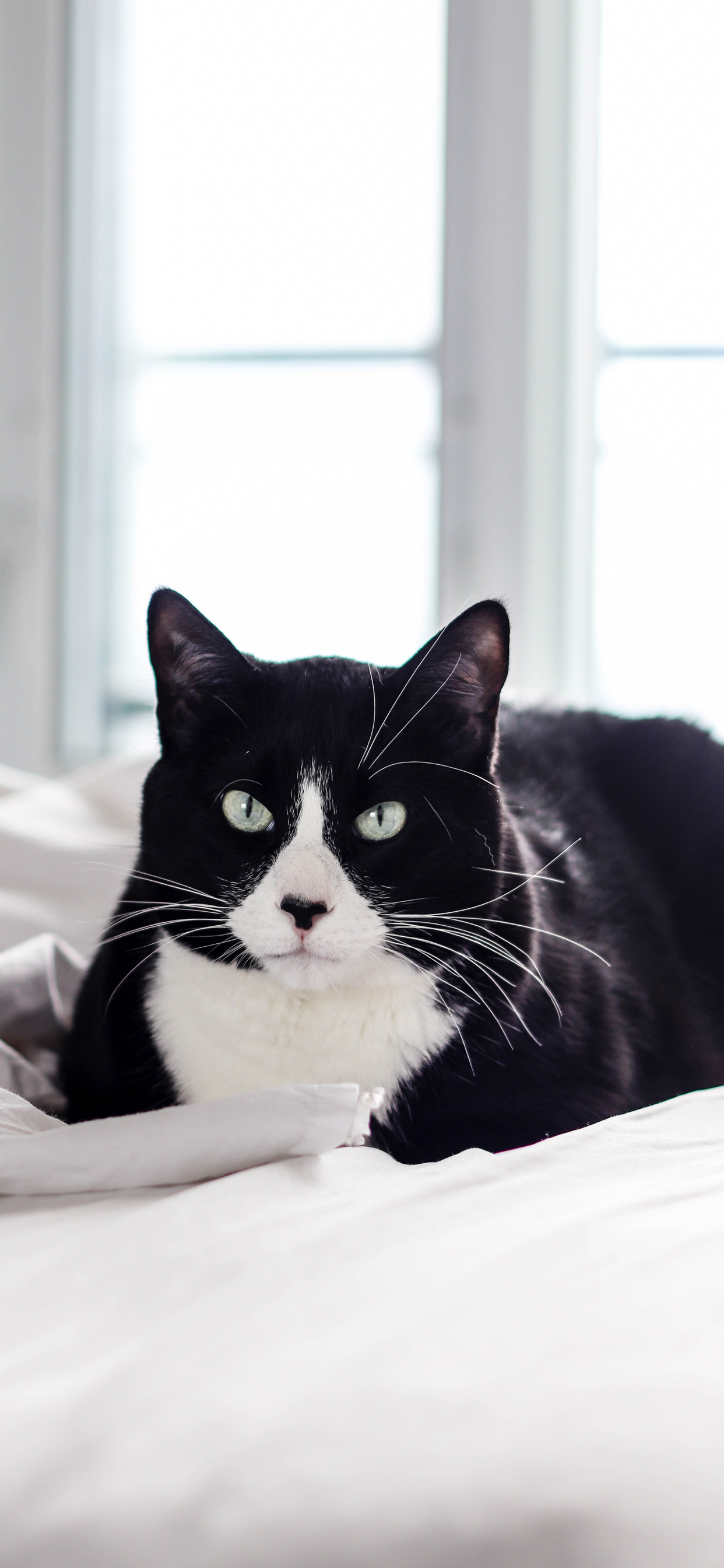 Cute Cat iPhone Wallpaper Like Cats Very Much