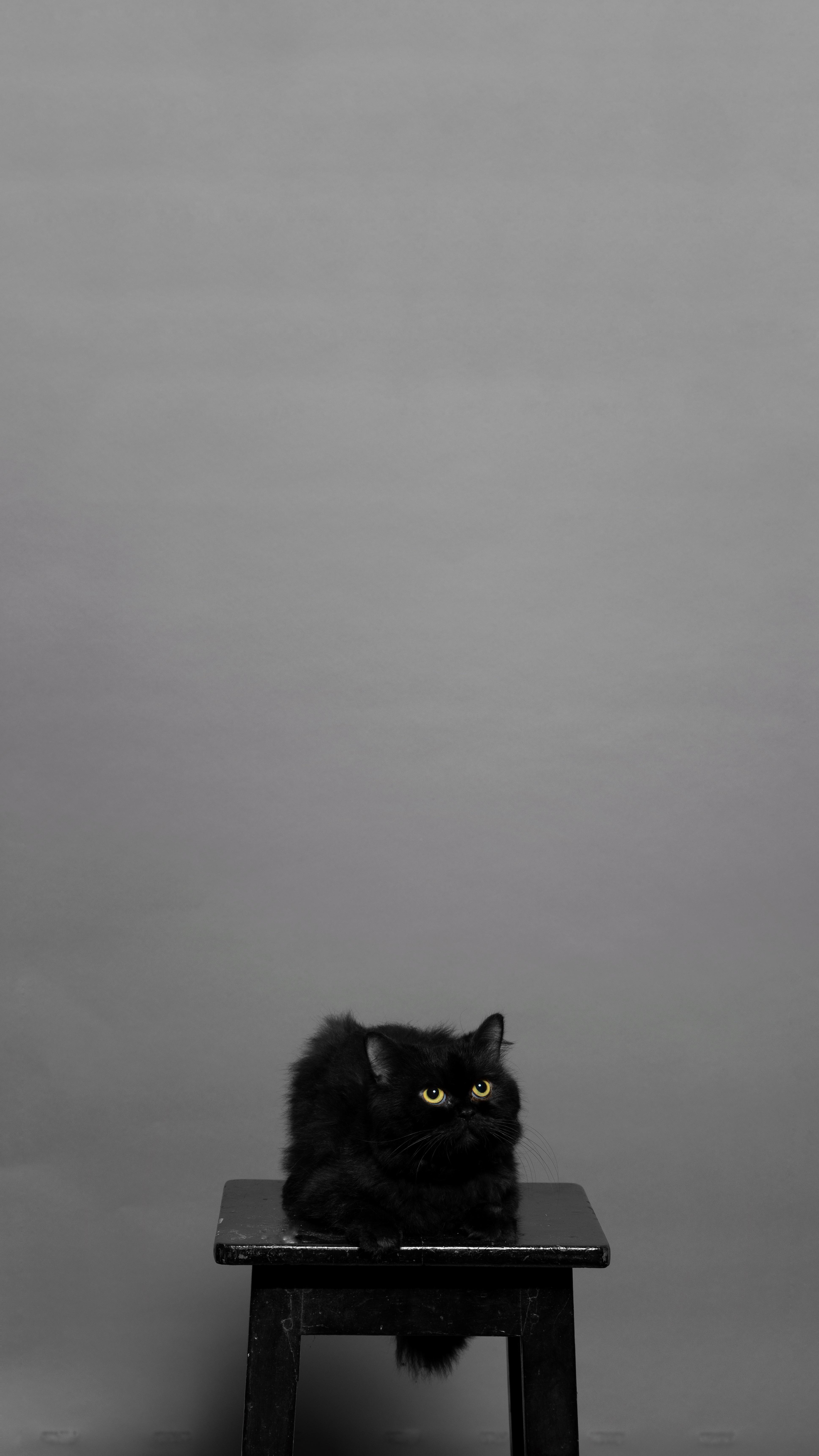 My cat Onyx nailed his first photohoot