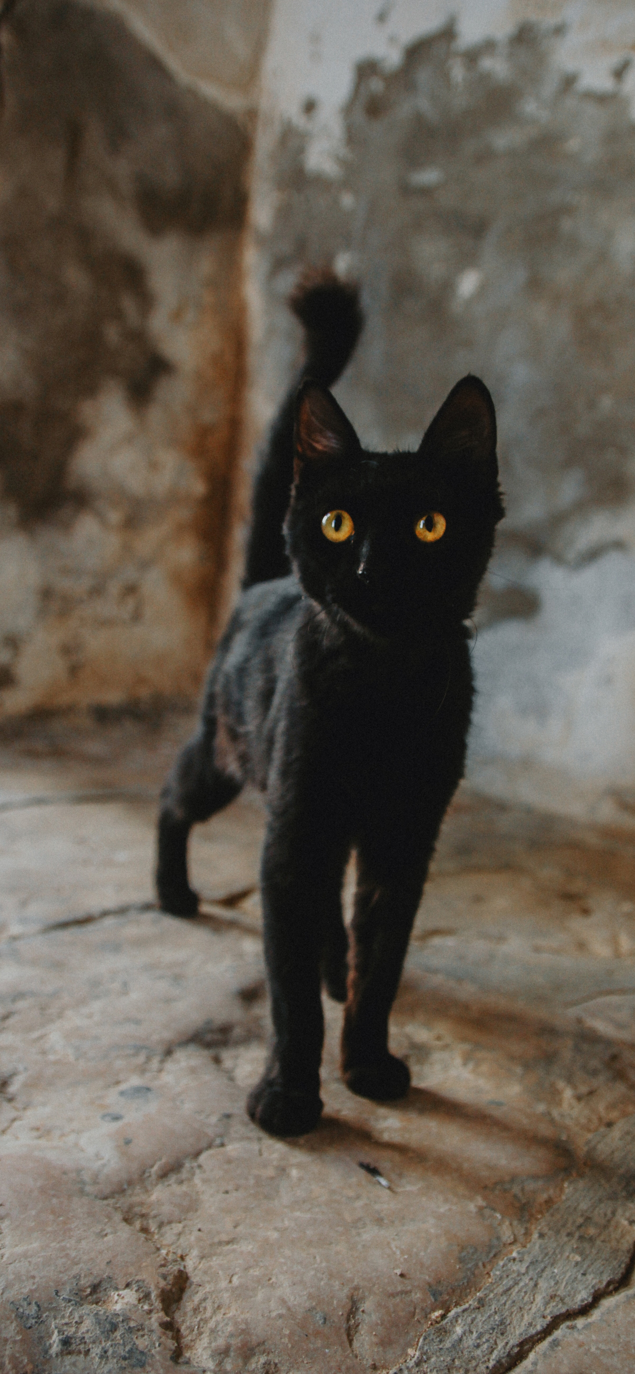 Beautiful Cat Wallpaper For Your iPhone 11 Like Cats Very Much