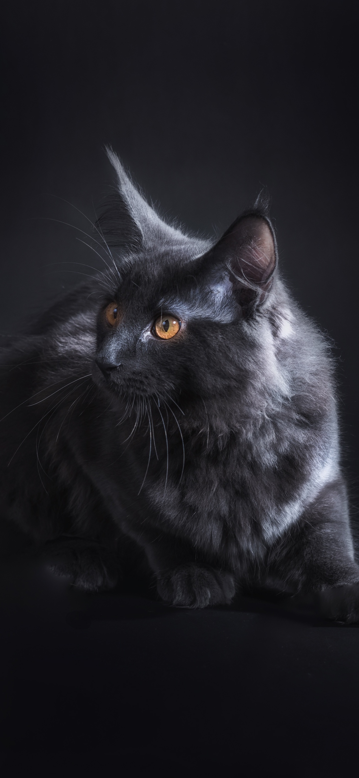 Black Cat 5k iPhone XS MAX HD 4k Wallpaper, Image, Background, Photo and Picture