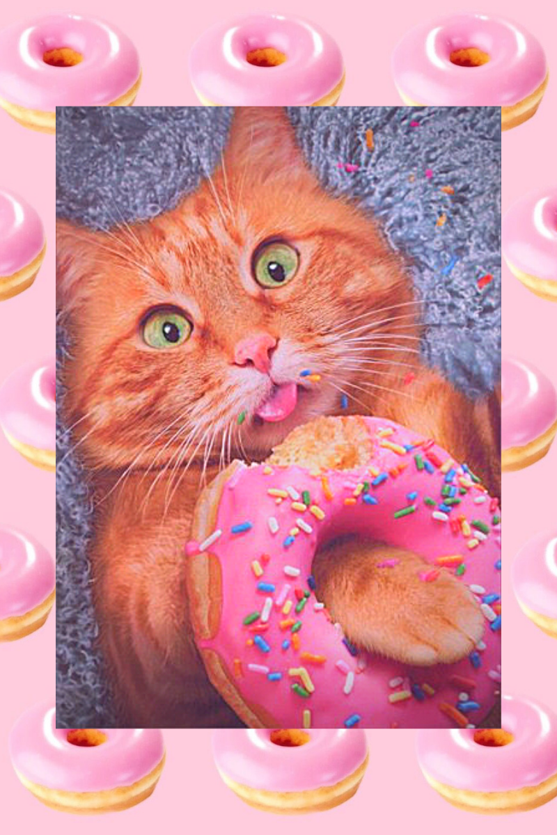 donuts cat wallpaper. Donut cat, Cat wallpaper, Cat memes