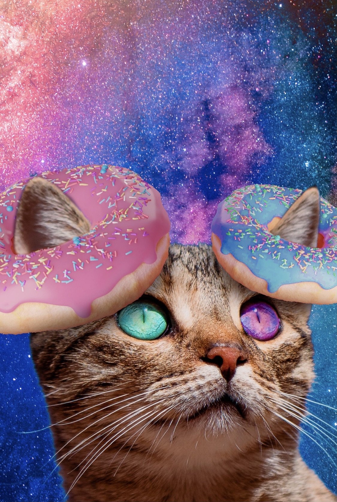 Cat 'Donut Ears' Poster