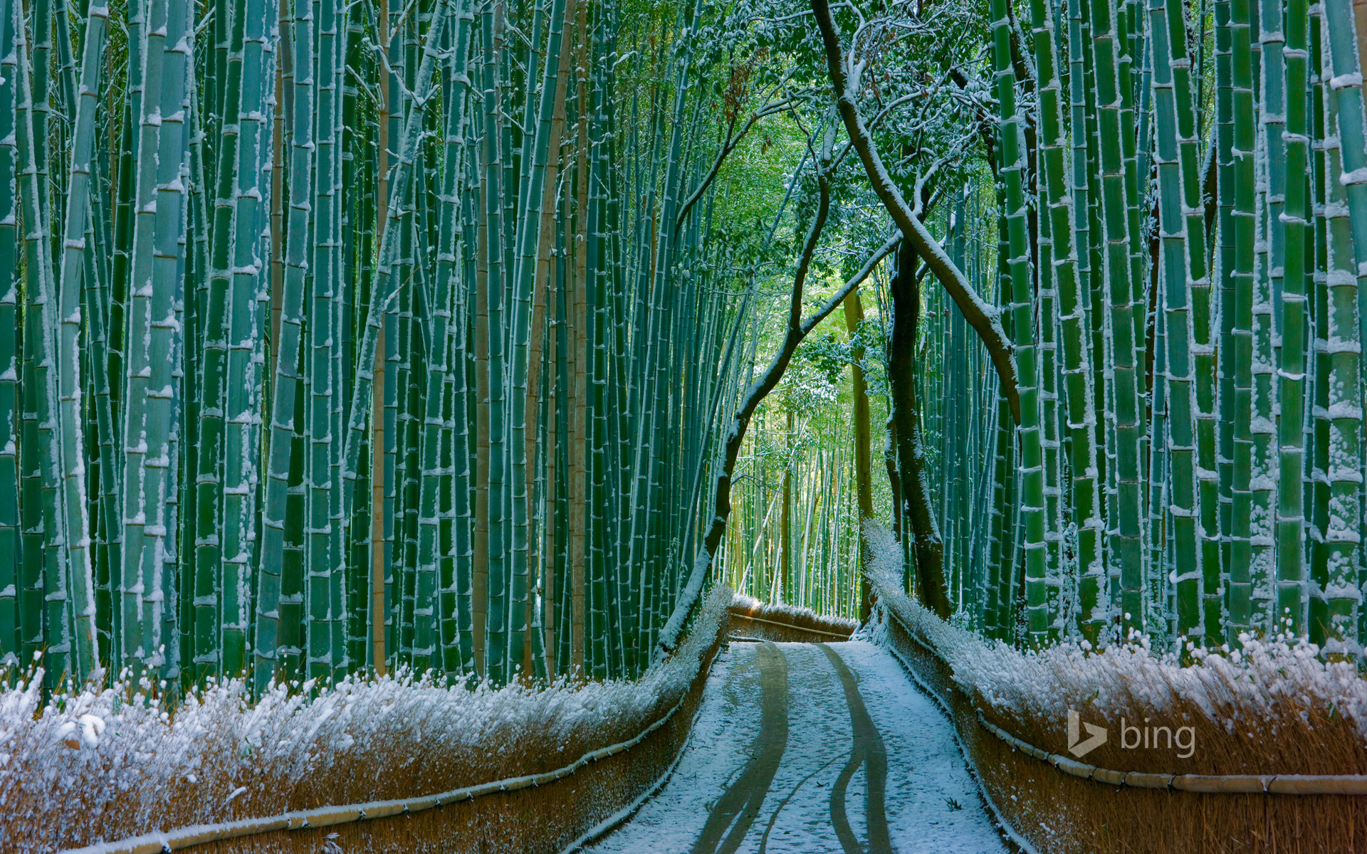 Sagano bamboo forest, Arashiyama, Kyoto