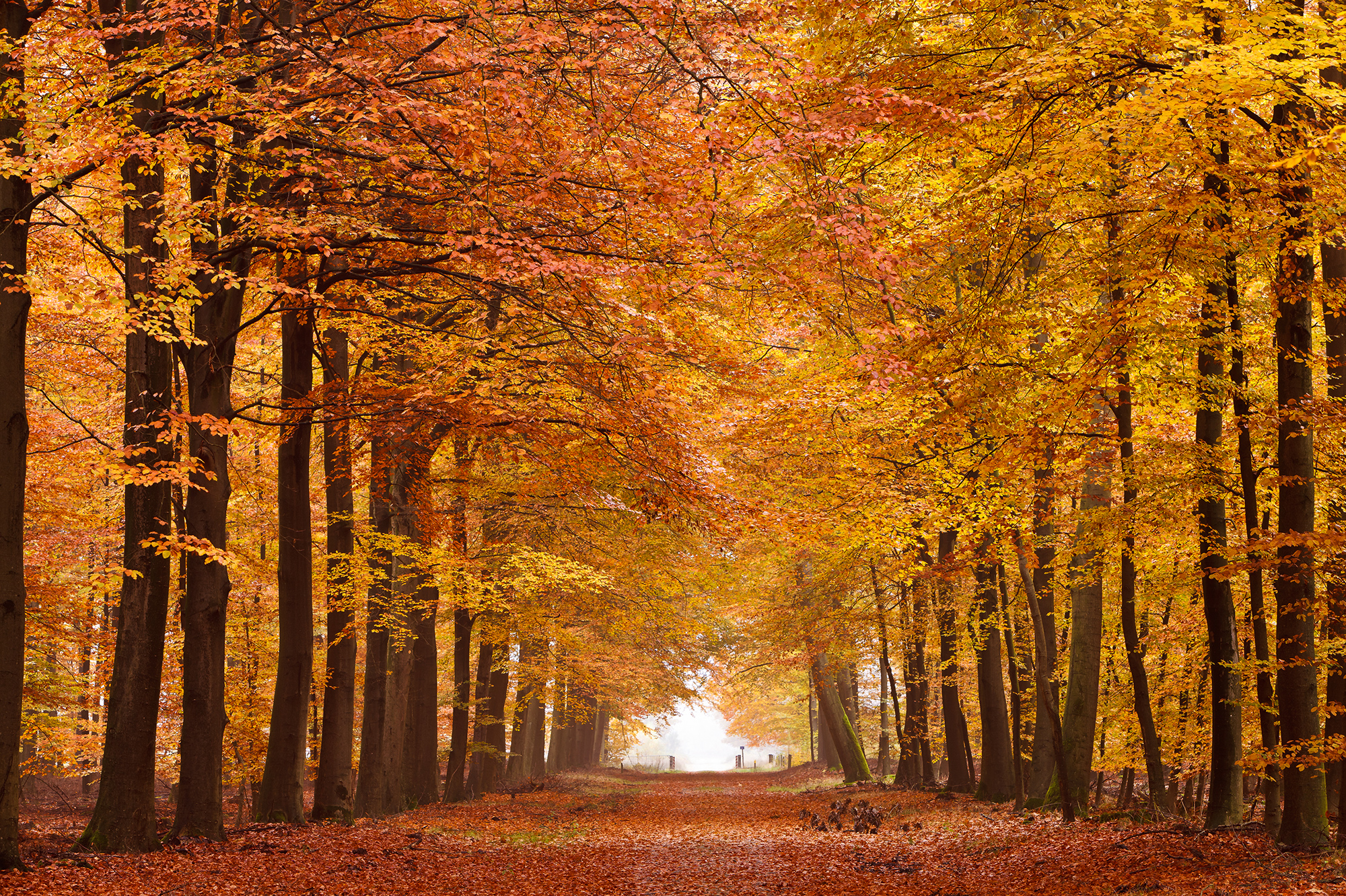 Autumn Forest Wallpaper​-Quality Free Image and Transparent PNG Clipart