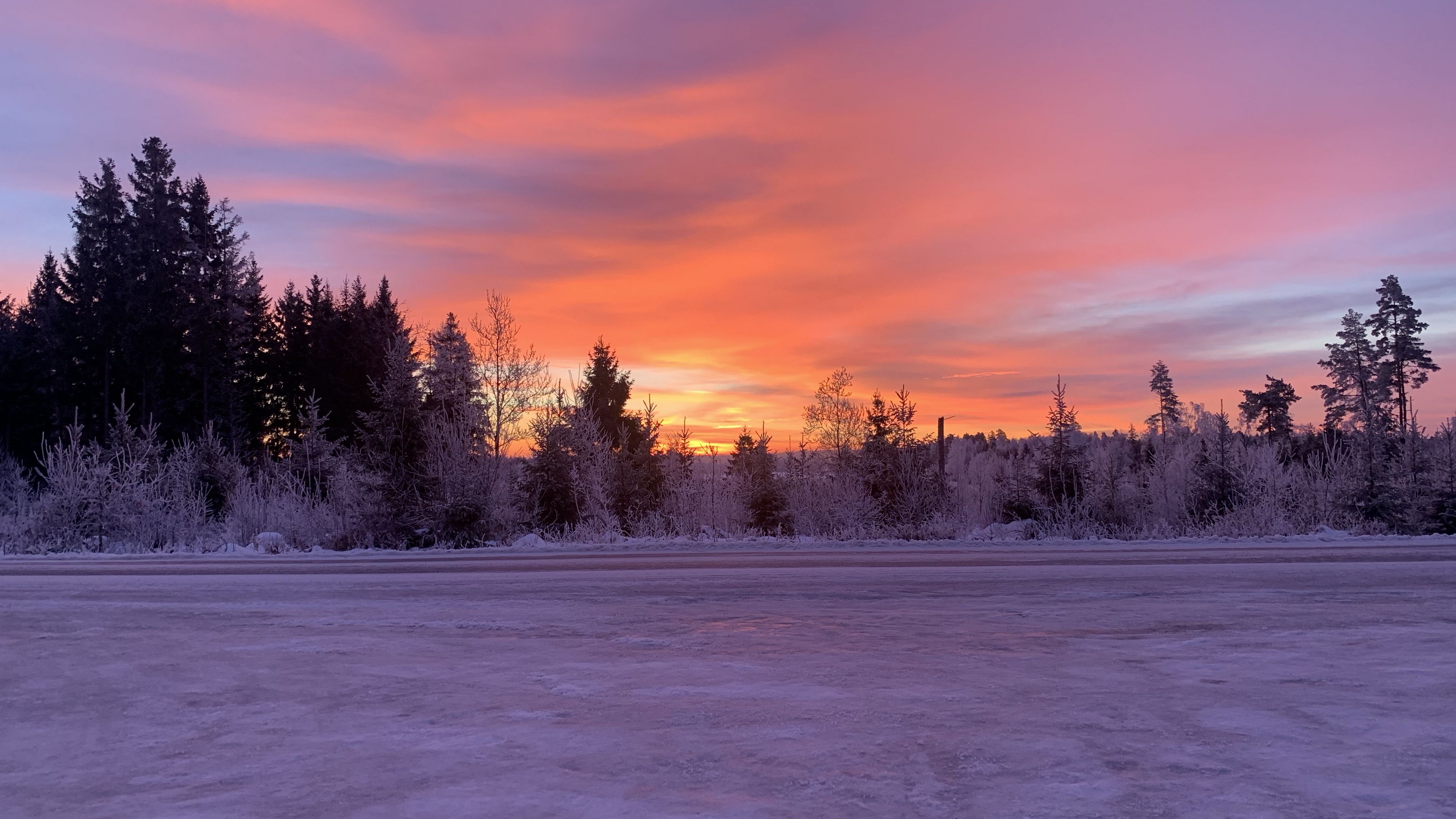 Wallpaper / winter, horizon, dawn, snow, trees, sky, sunrise, 4k free download