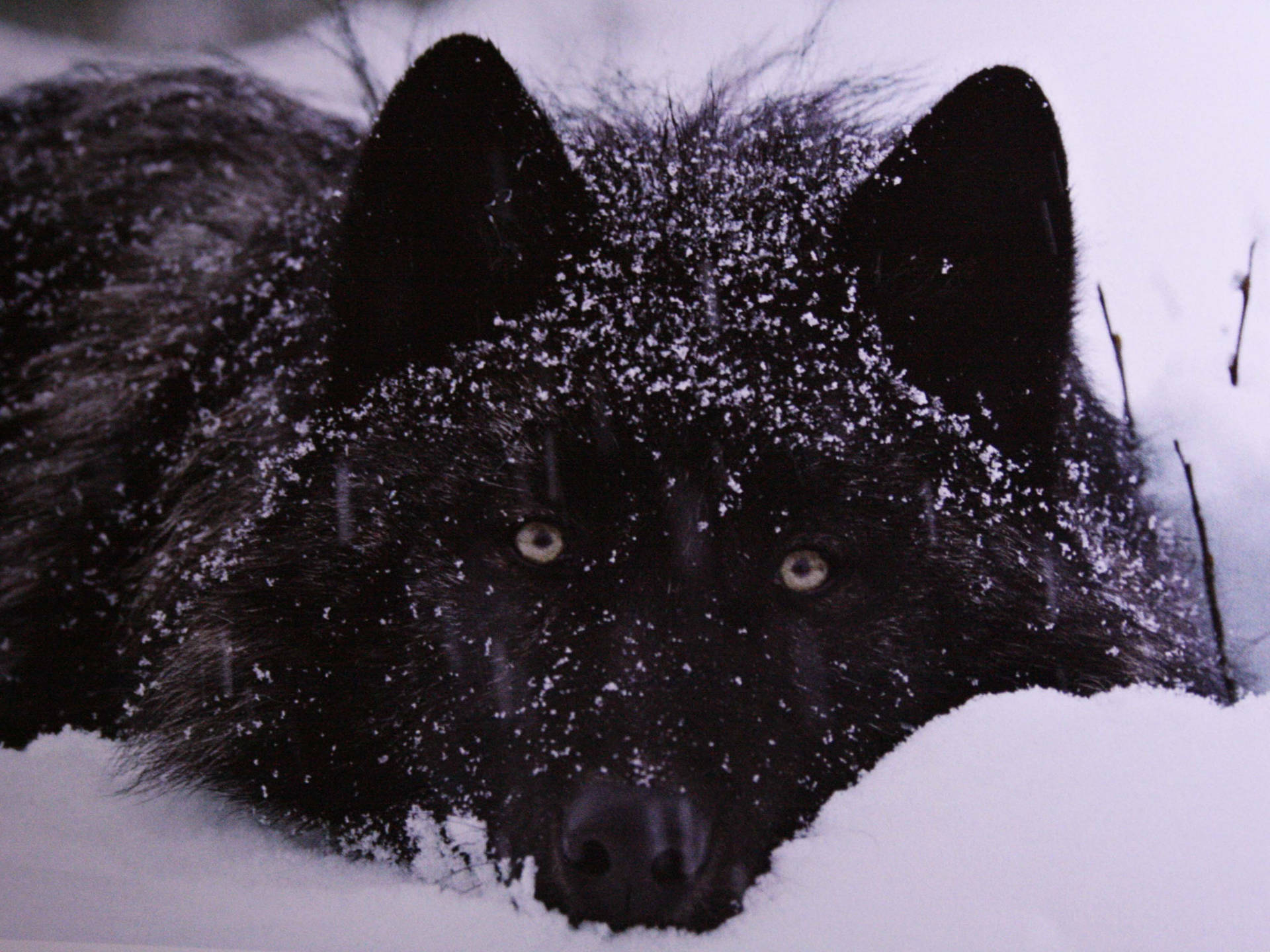 Download Snow Sprinkles On Black Wolf Wallpaper