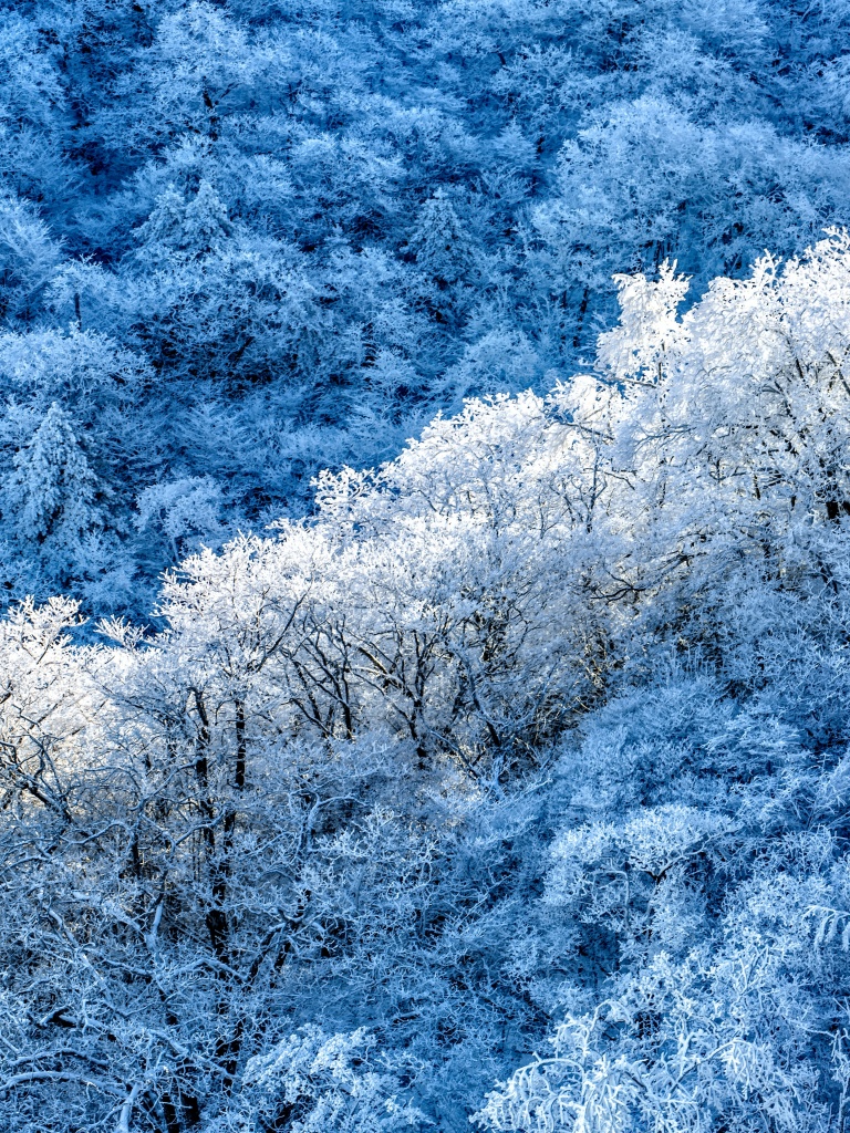 Winter forest Wallpaper 4K, Snow