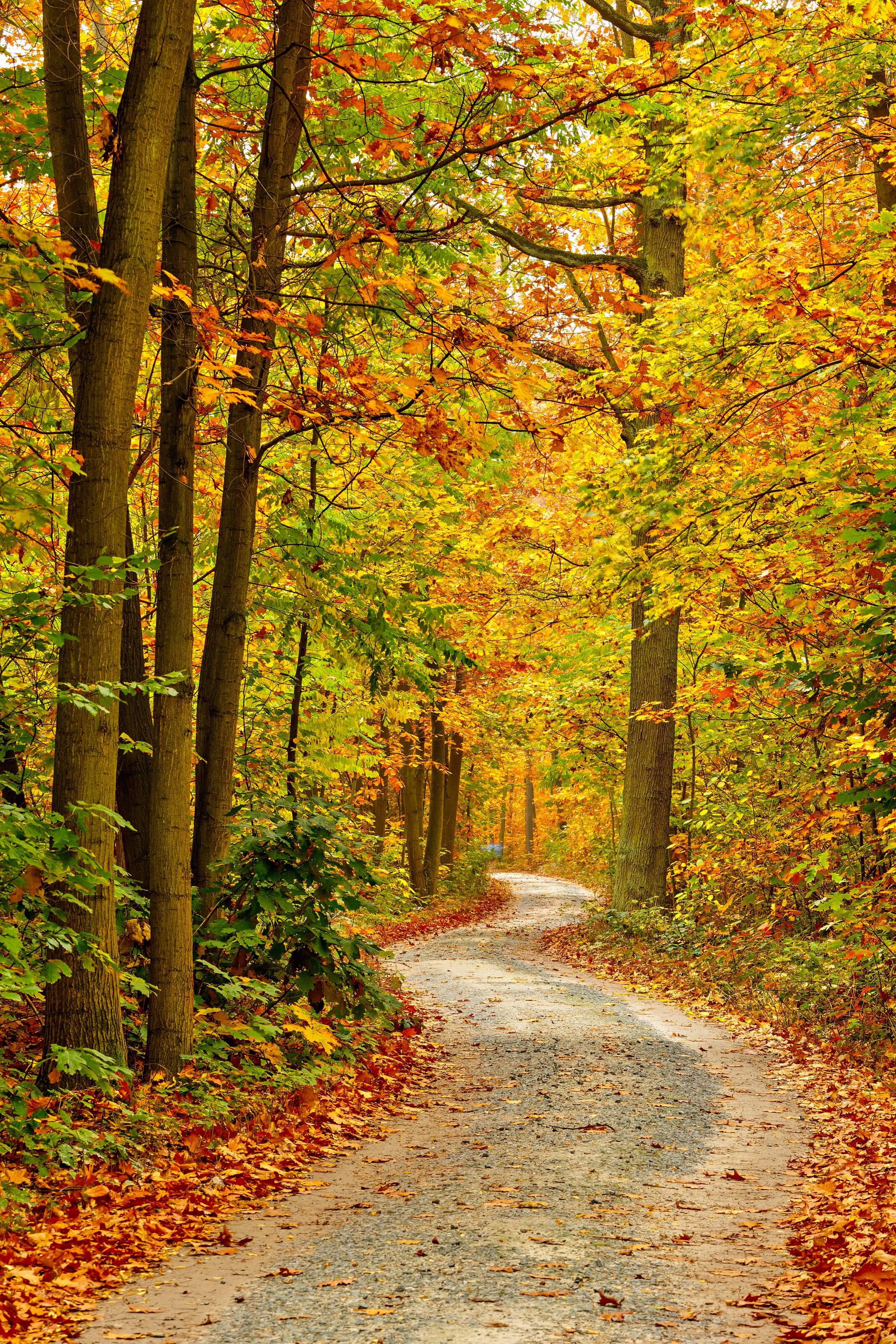 Autumn Forest Pathway Mural