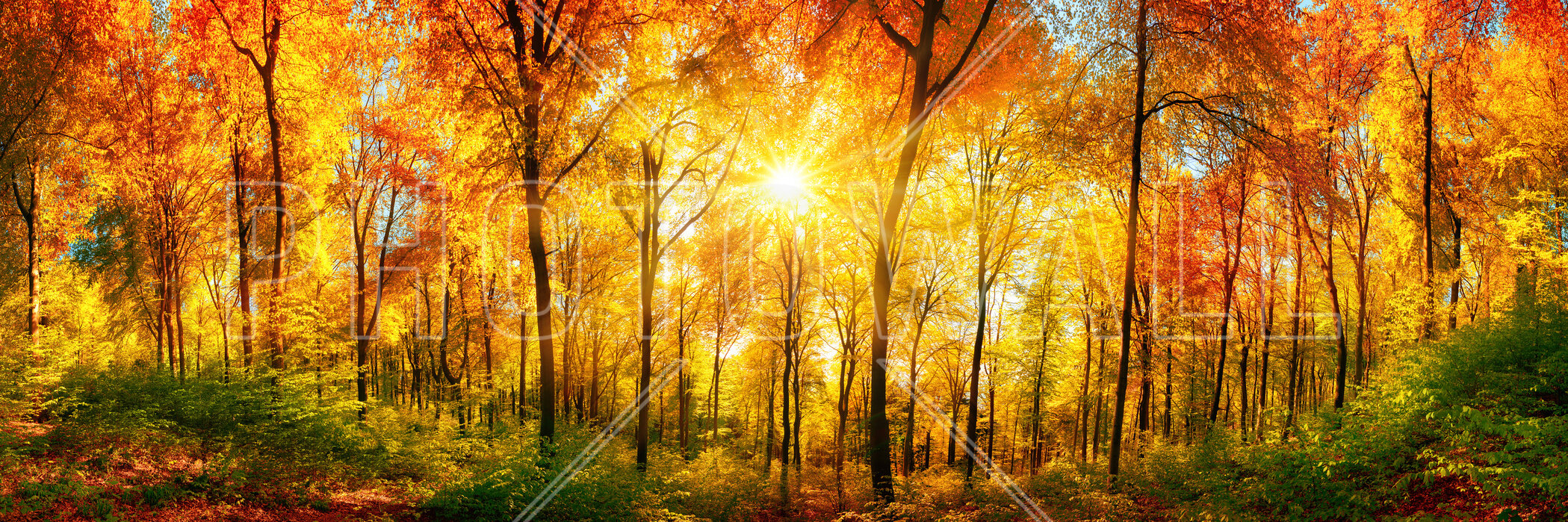 Autumn Forest
