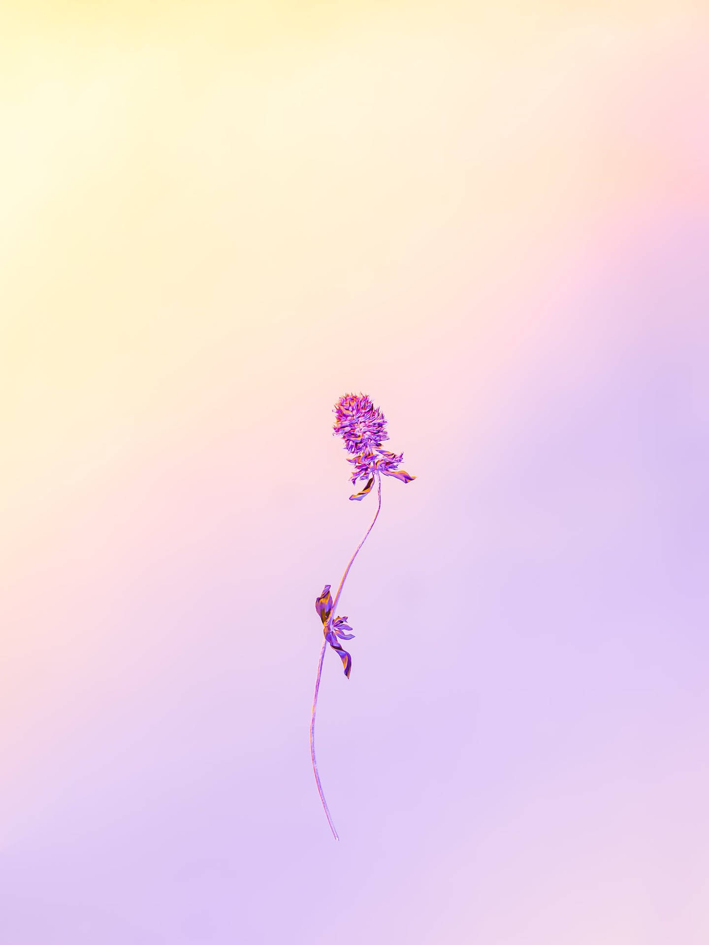 Download Pastel Phone Minimalist Flower